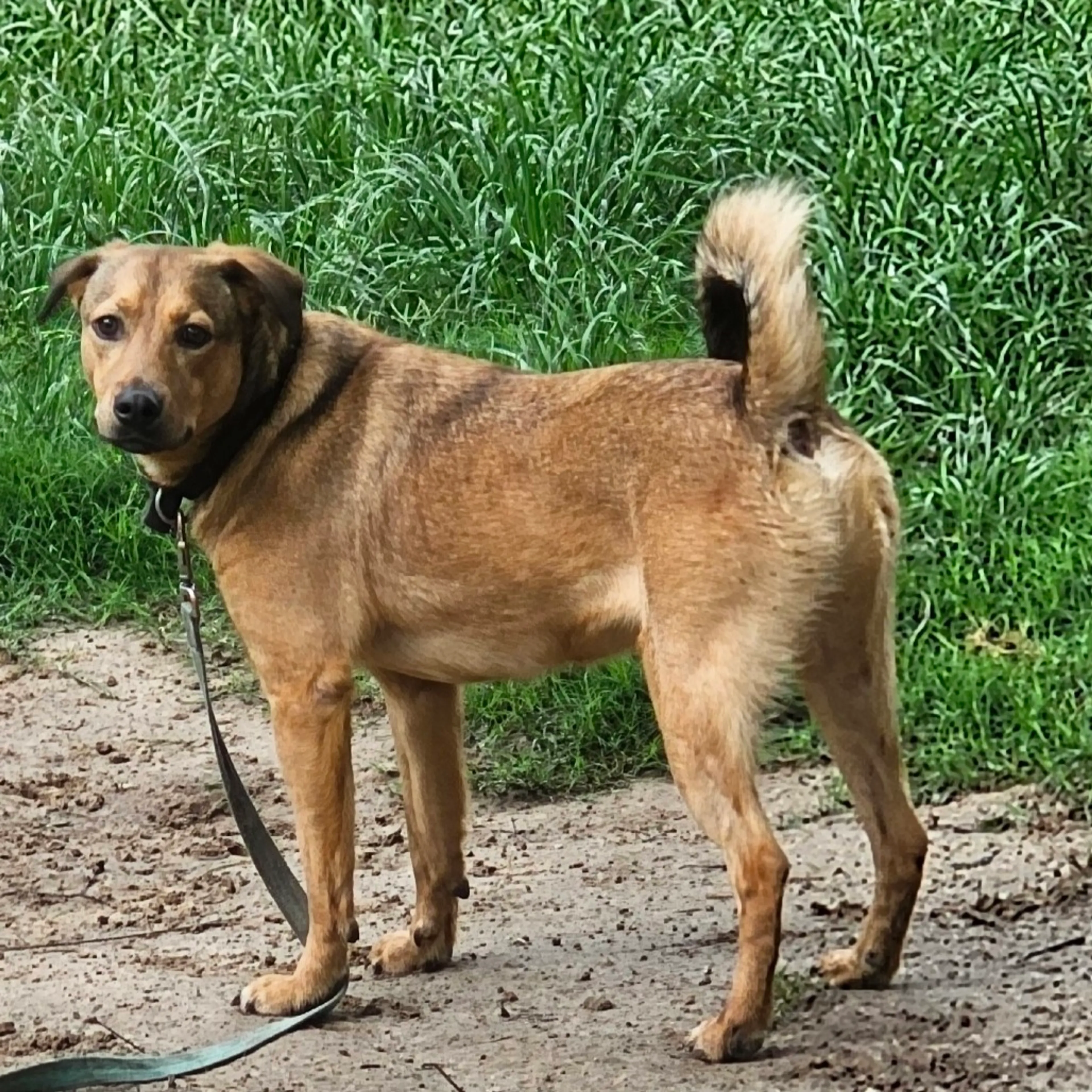 Found pet-10