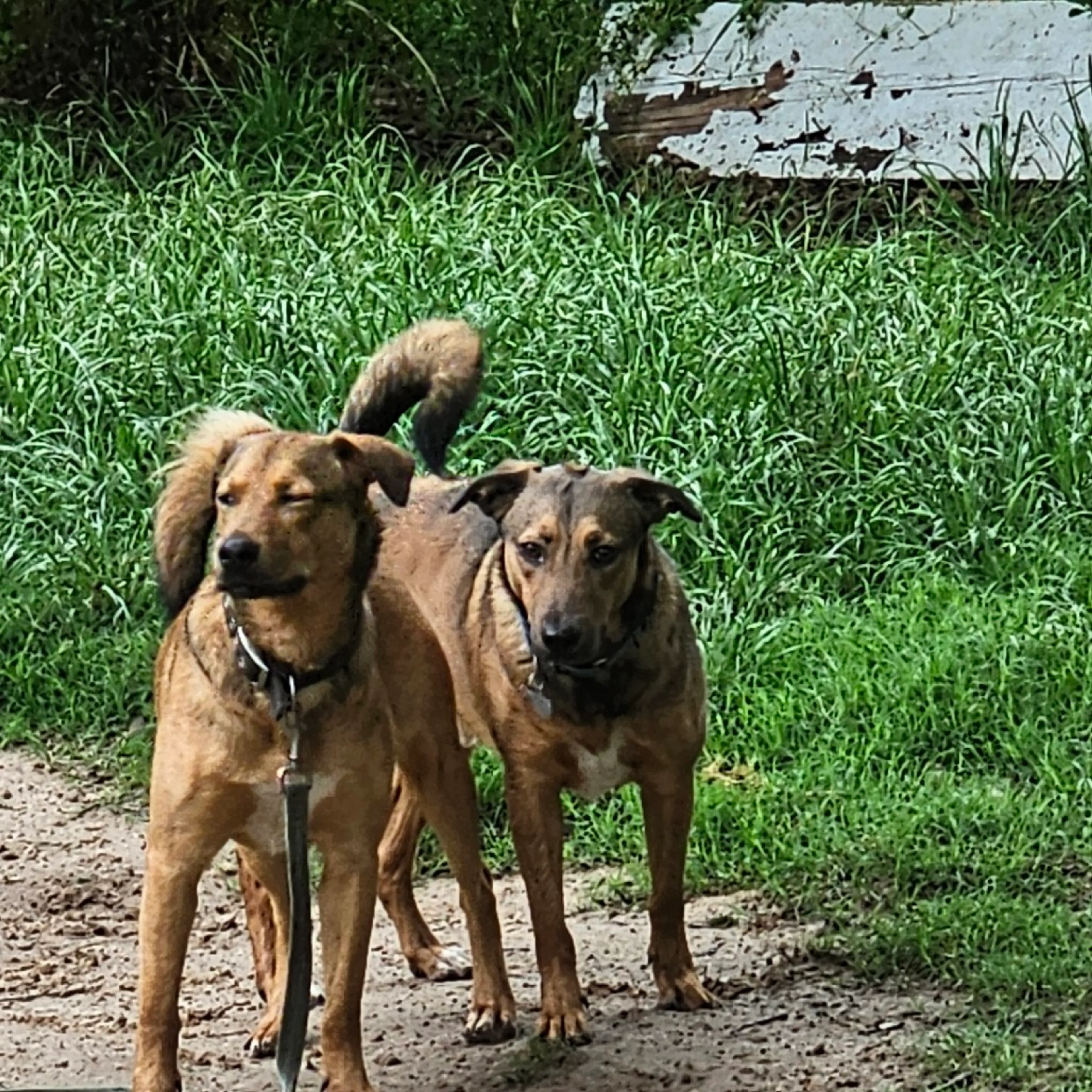 Found pet-6