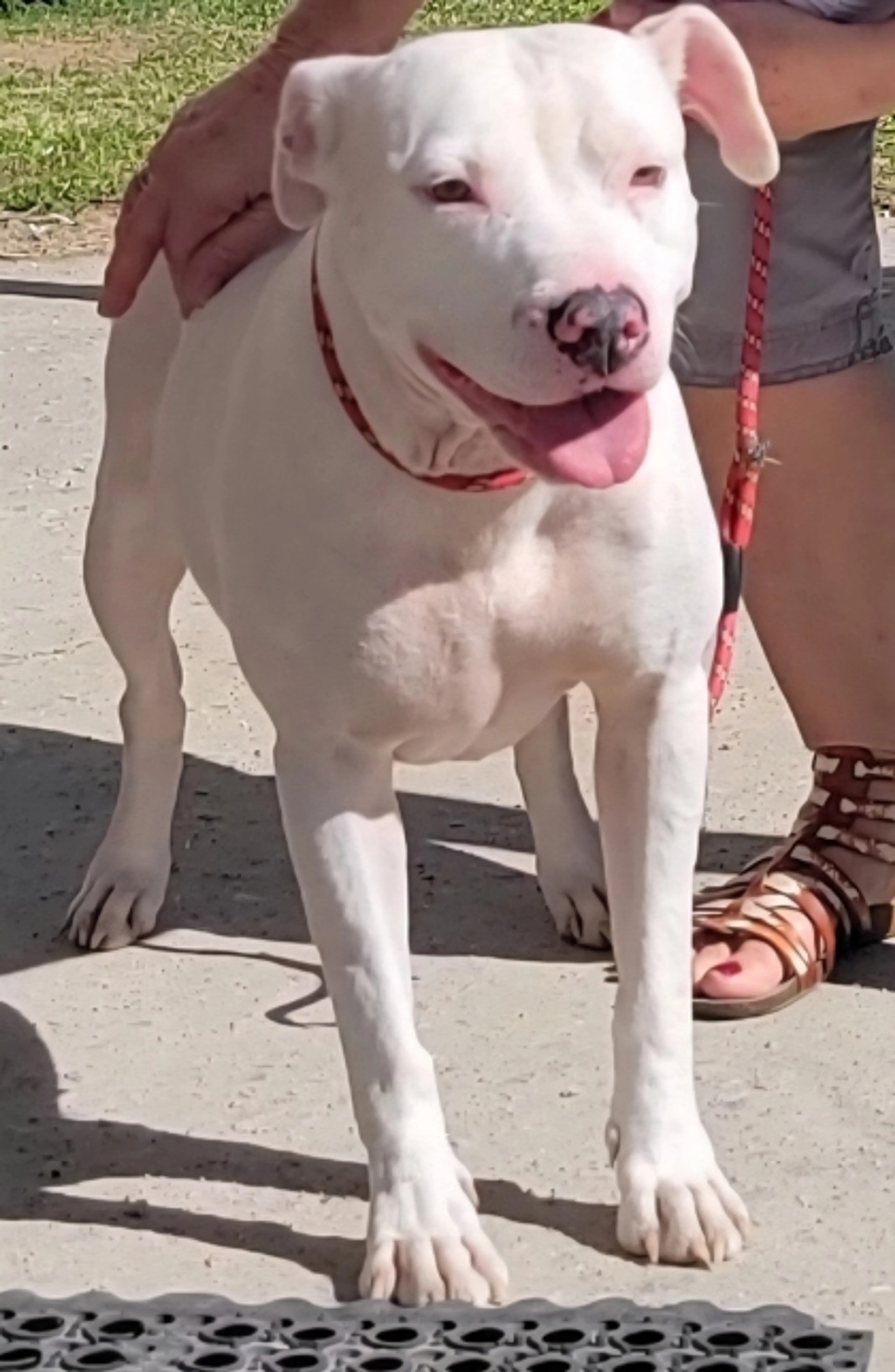 Found pet-1