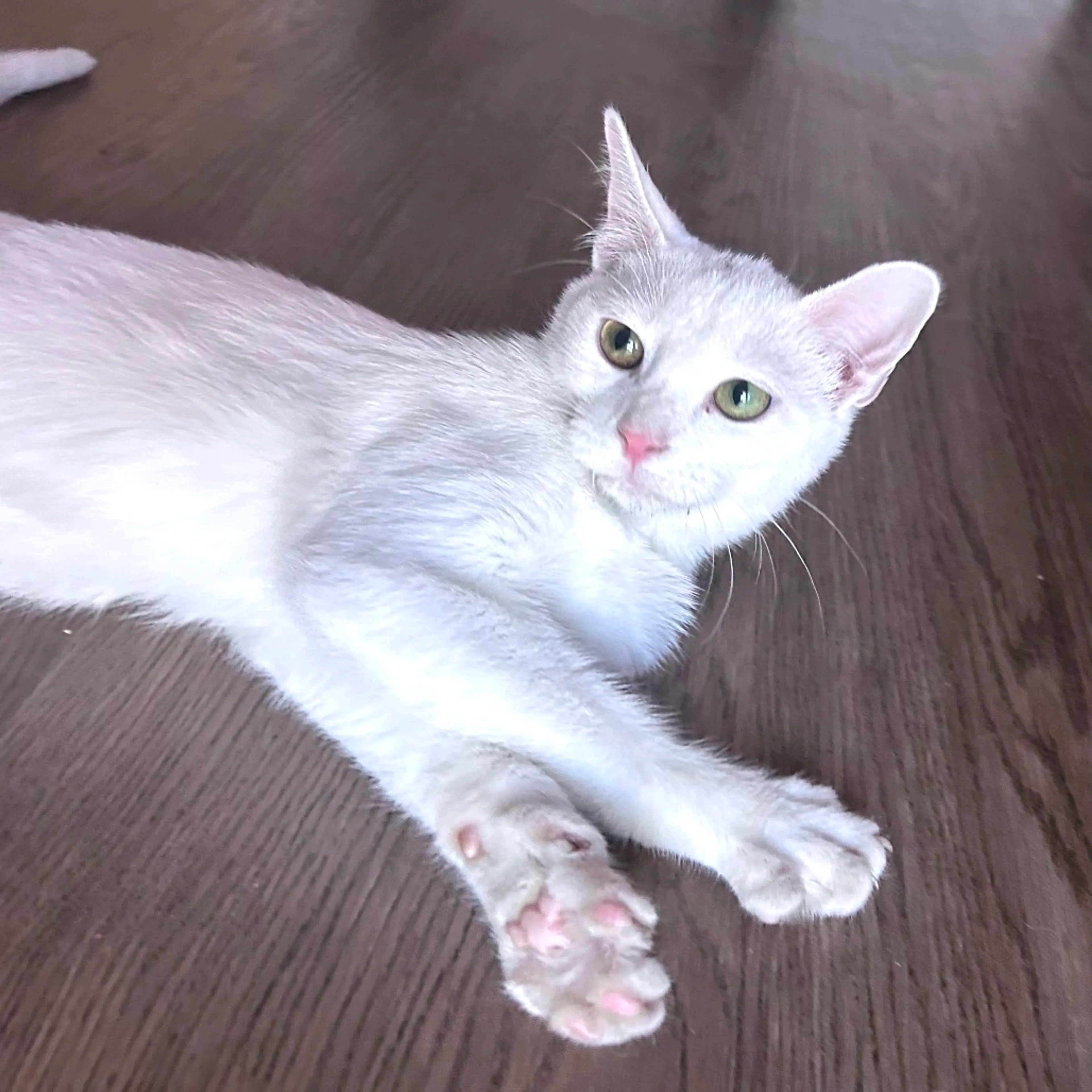 Found pet-3