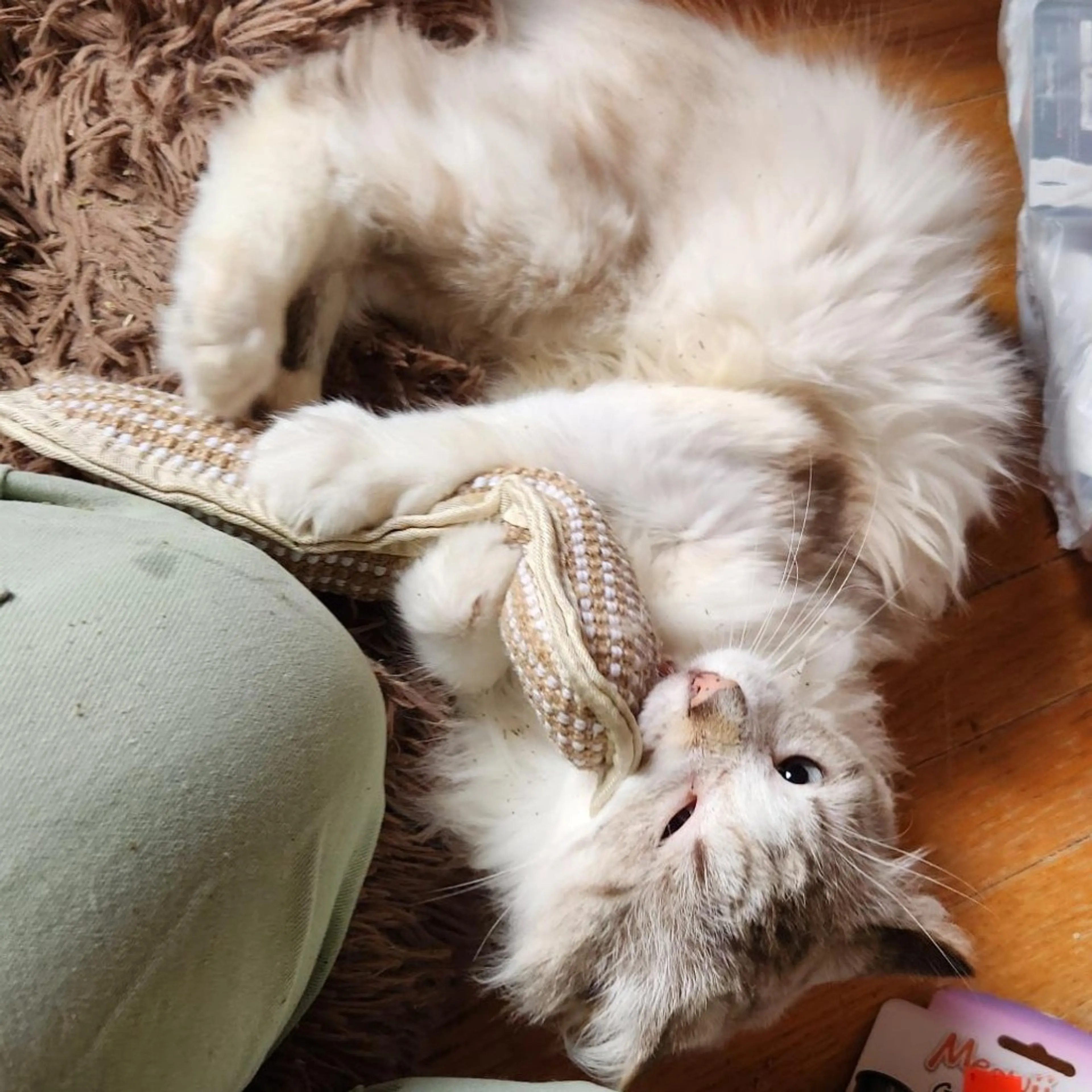 Found pet-3