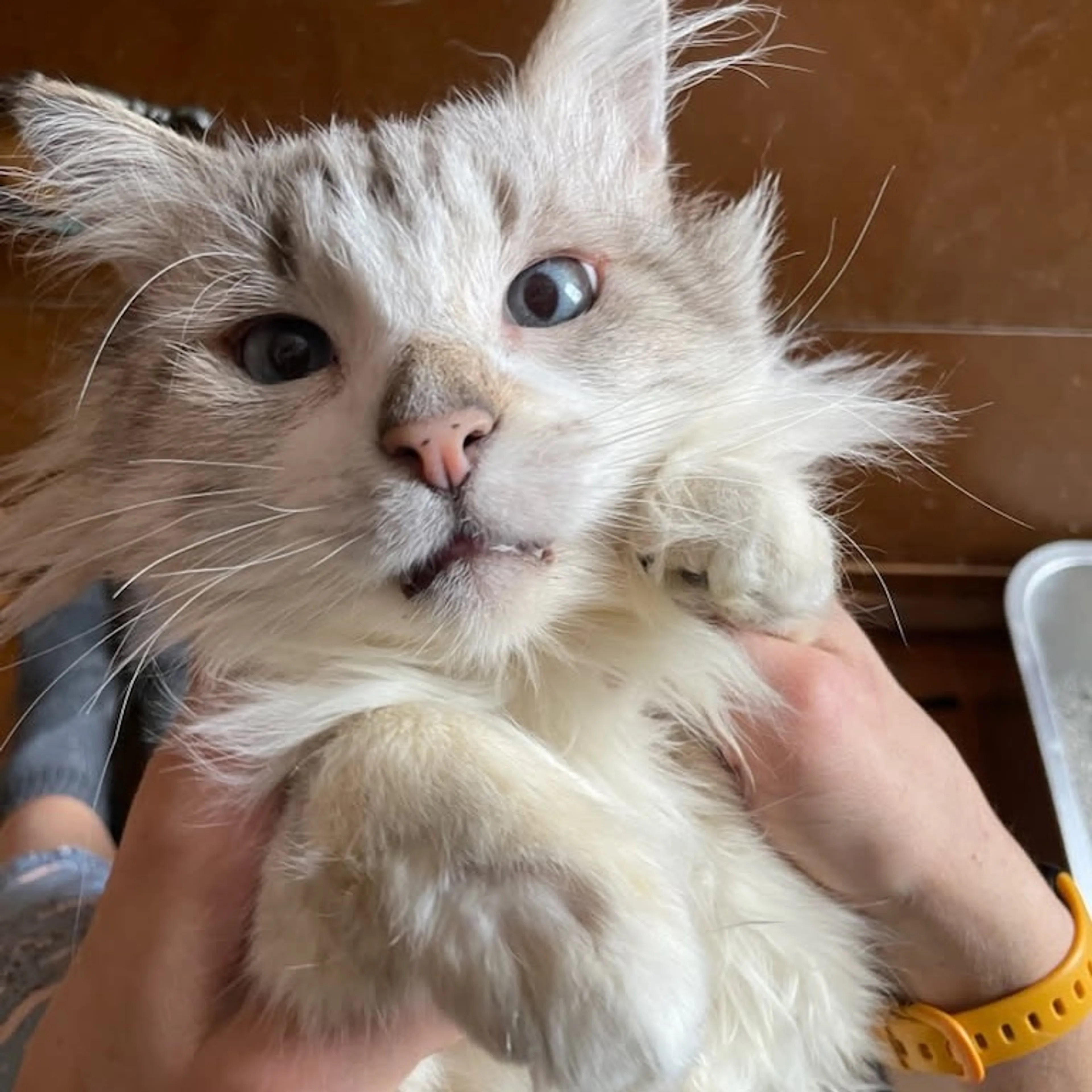 Found pet-1