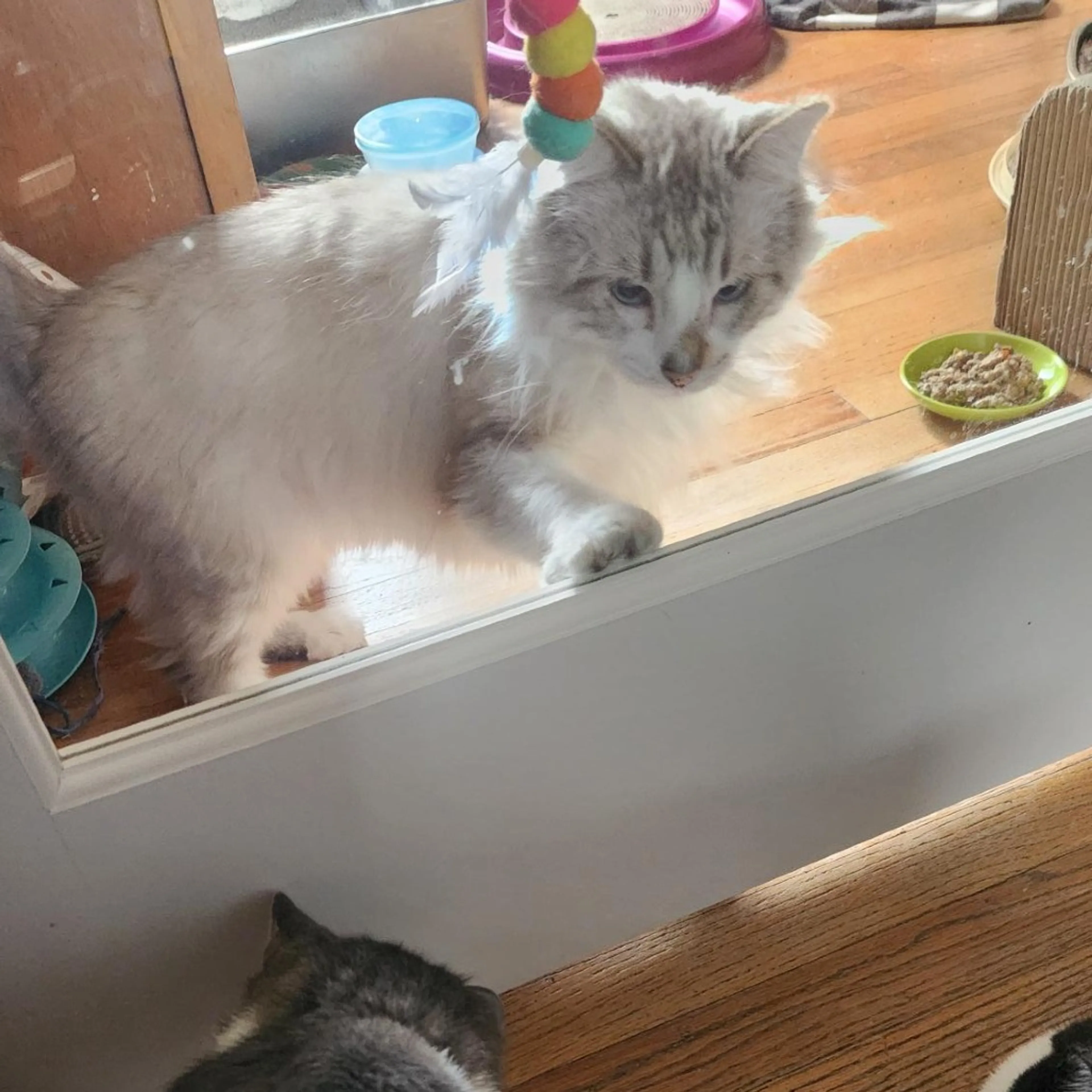Found pet-5