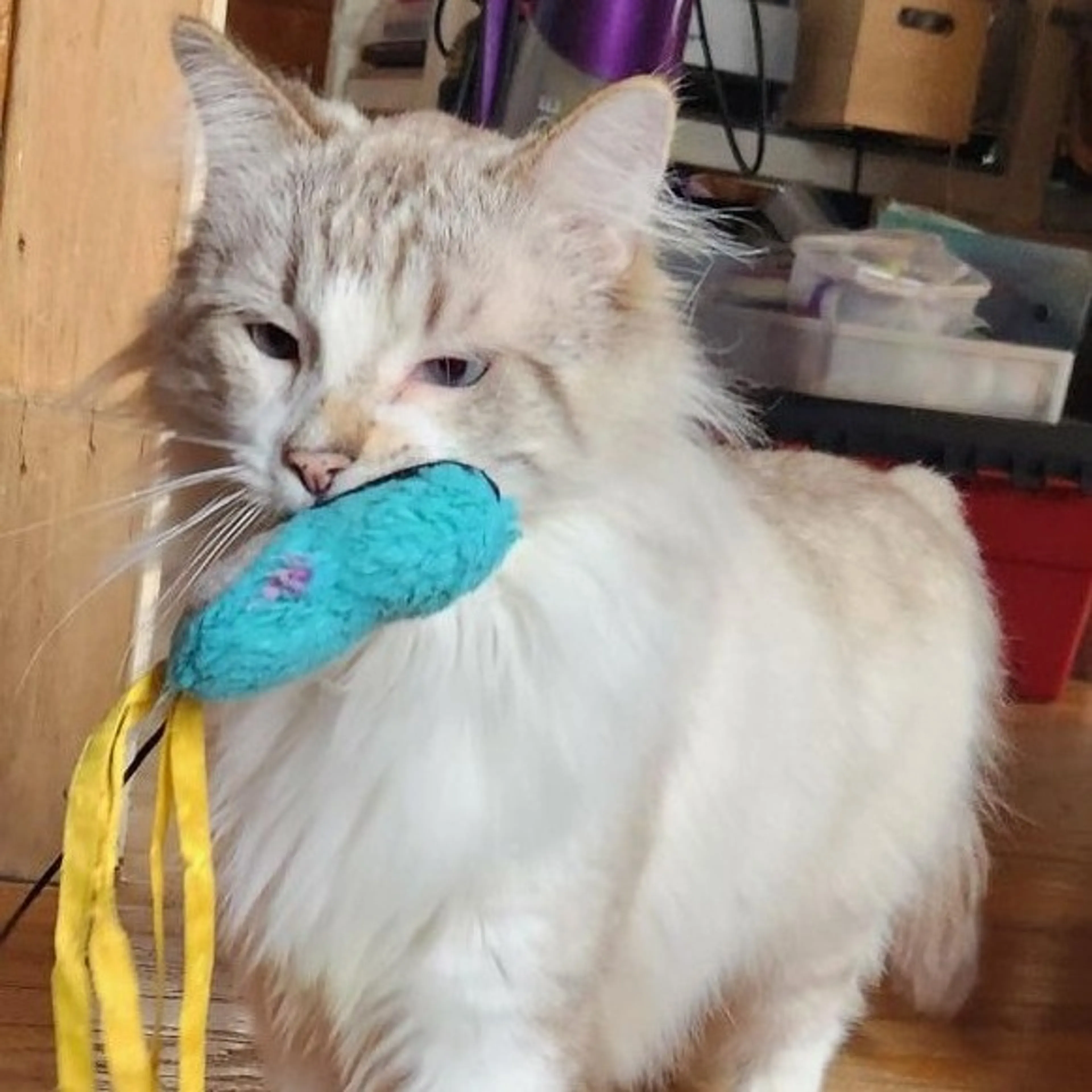 Found pet-6