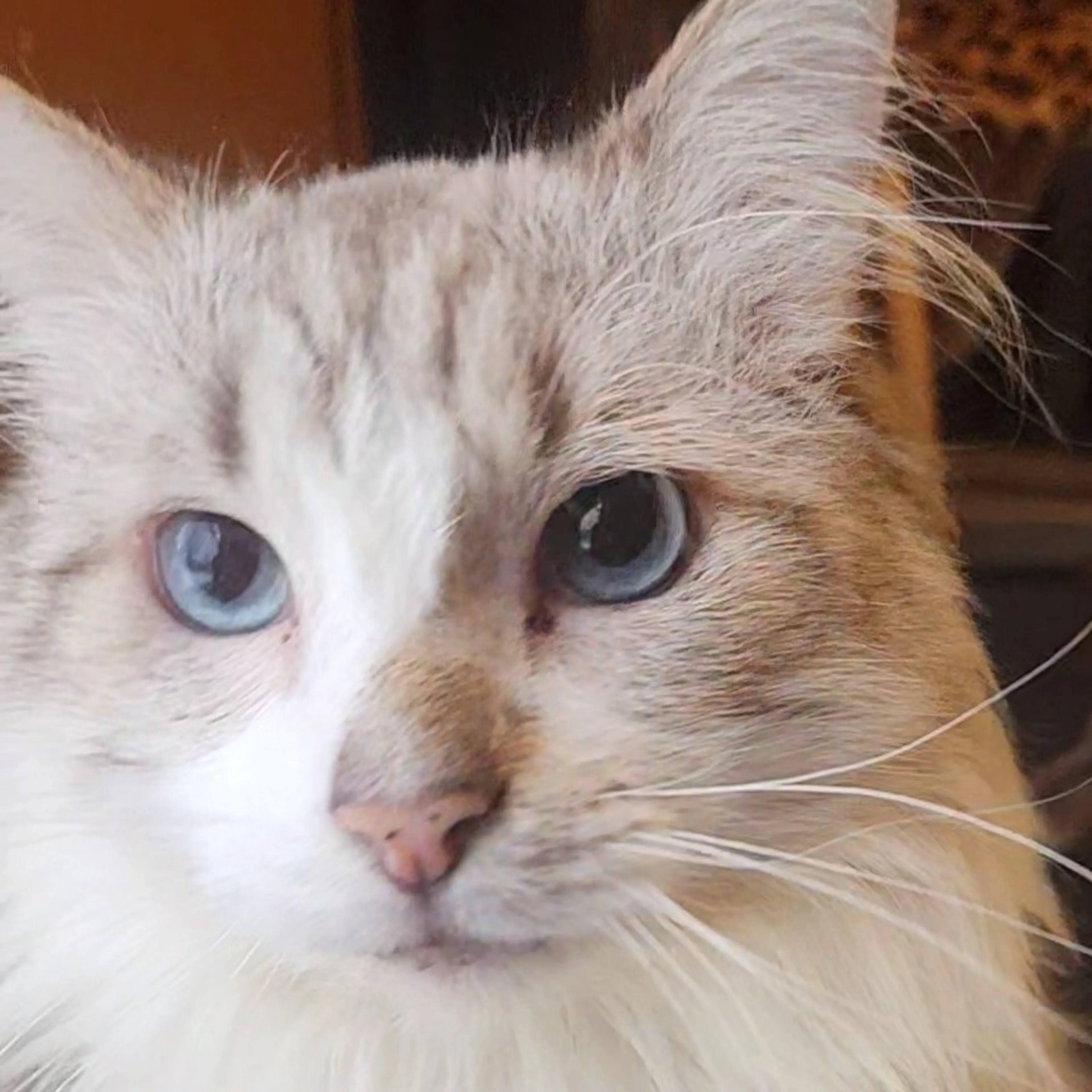 Found pet-2