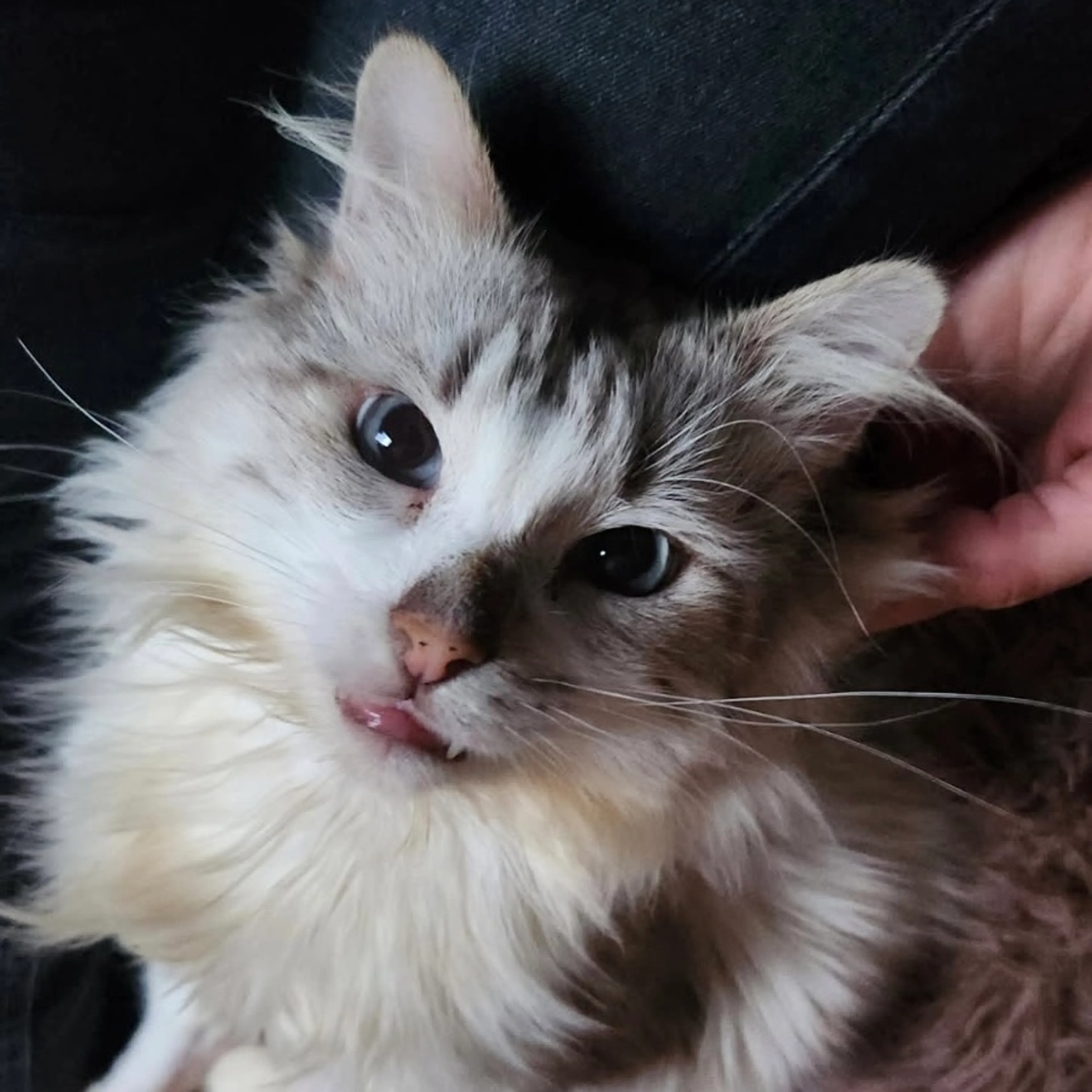 Found pet-7