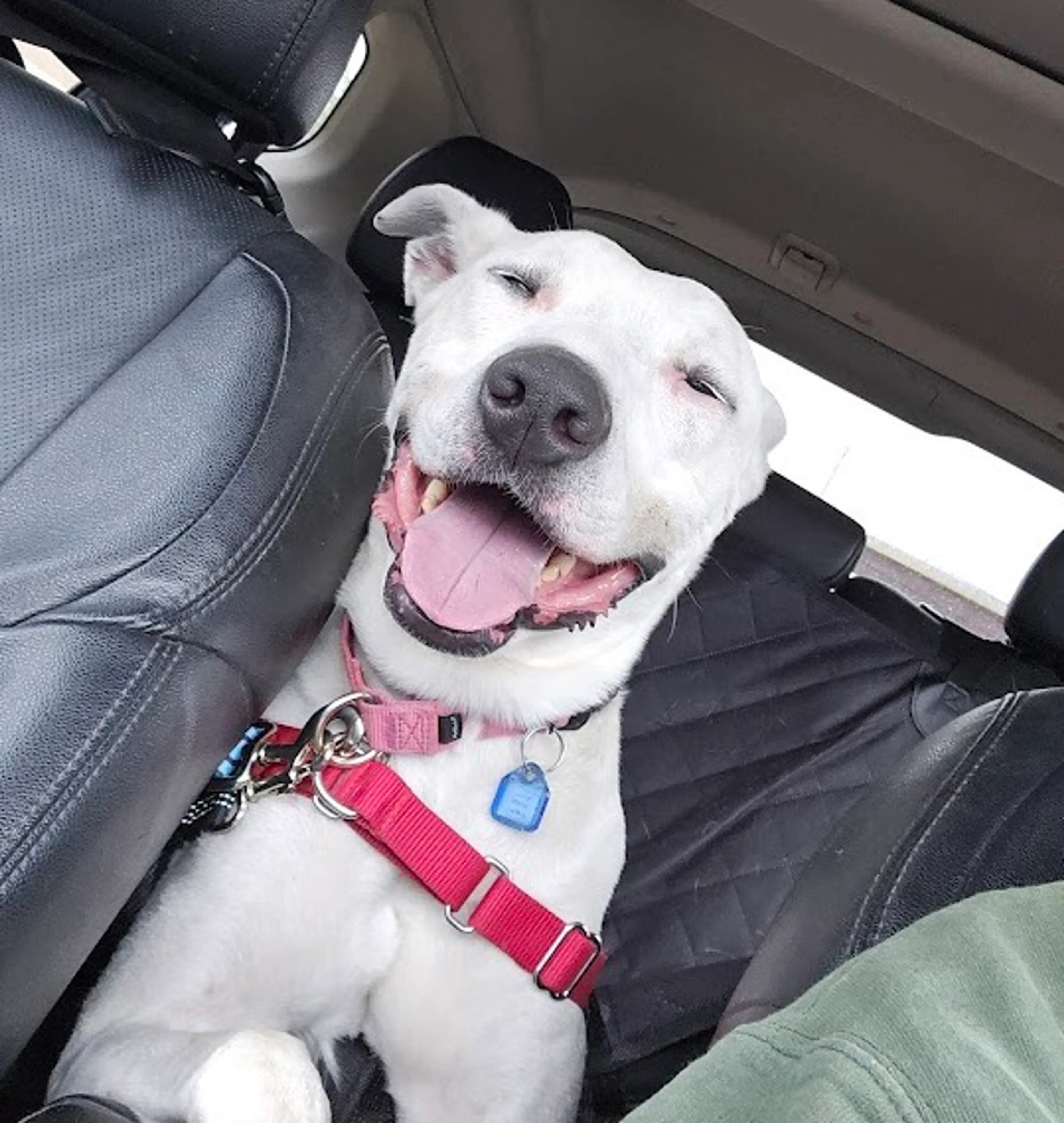Found pet-1