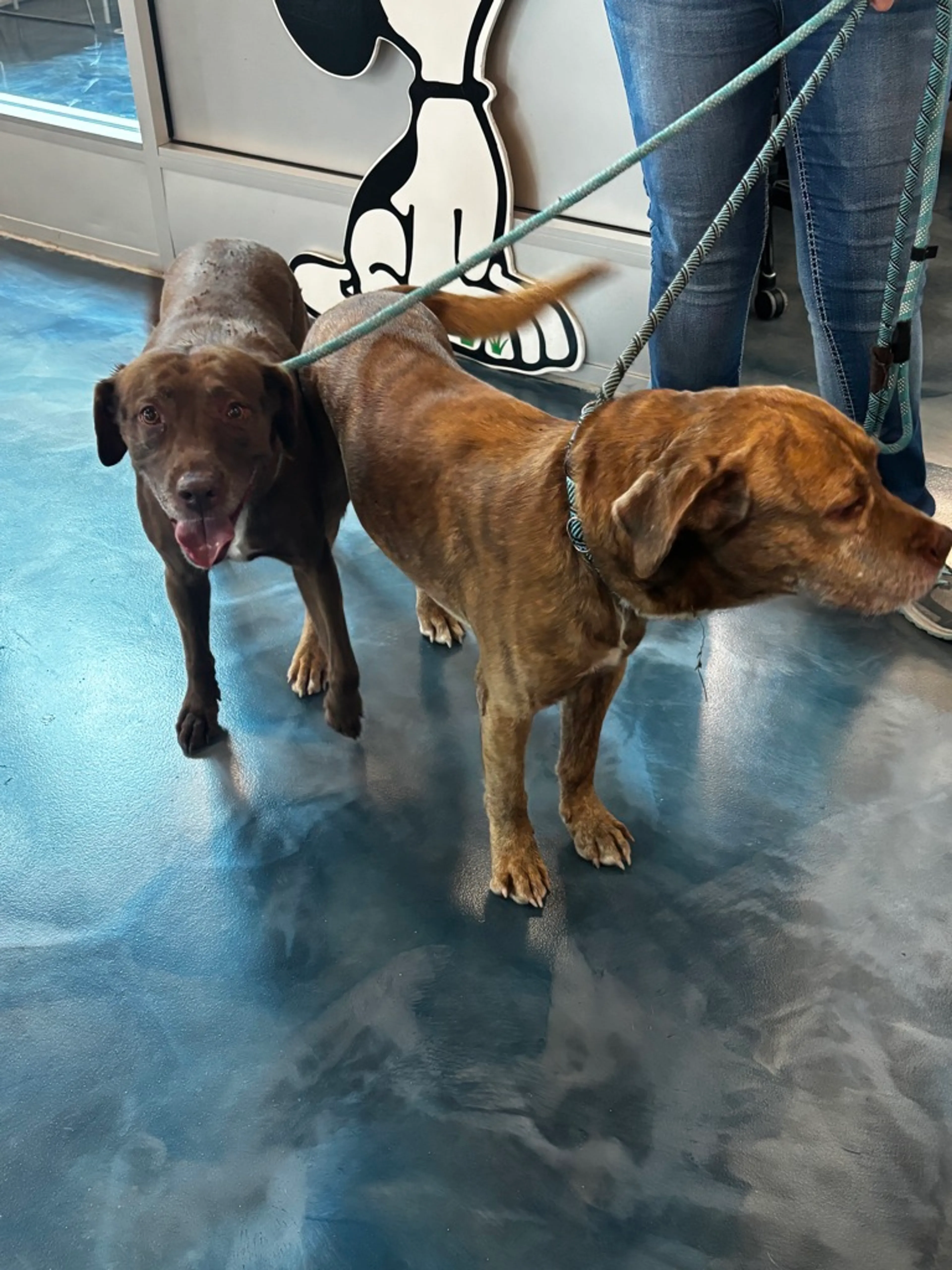 Found pet-3