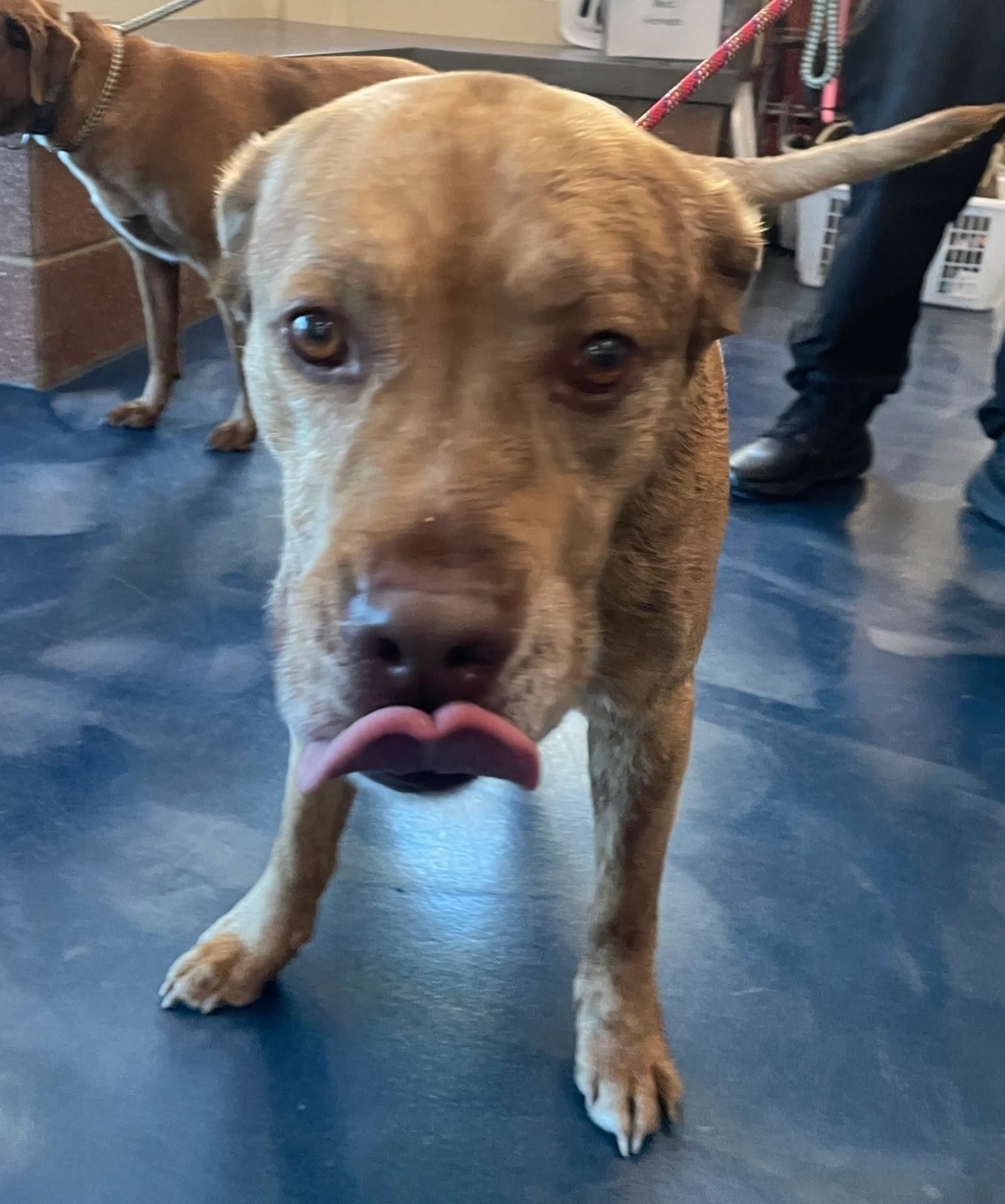 Found pet-6