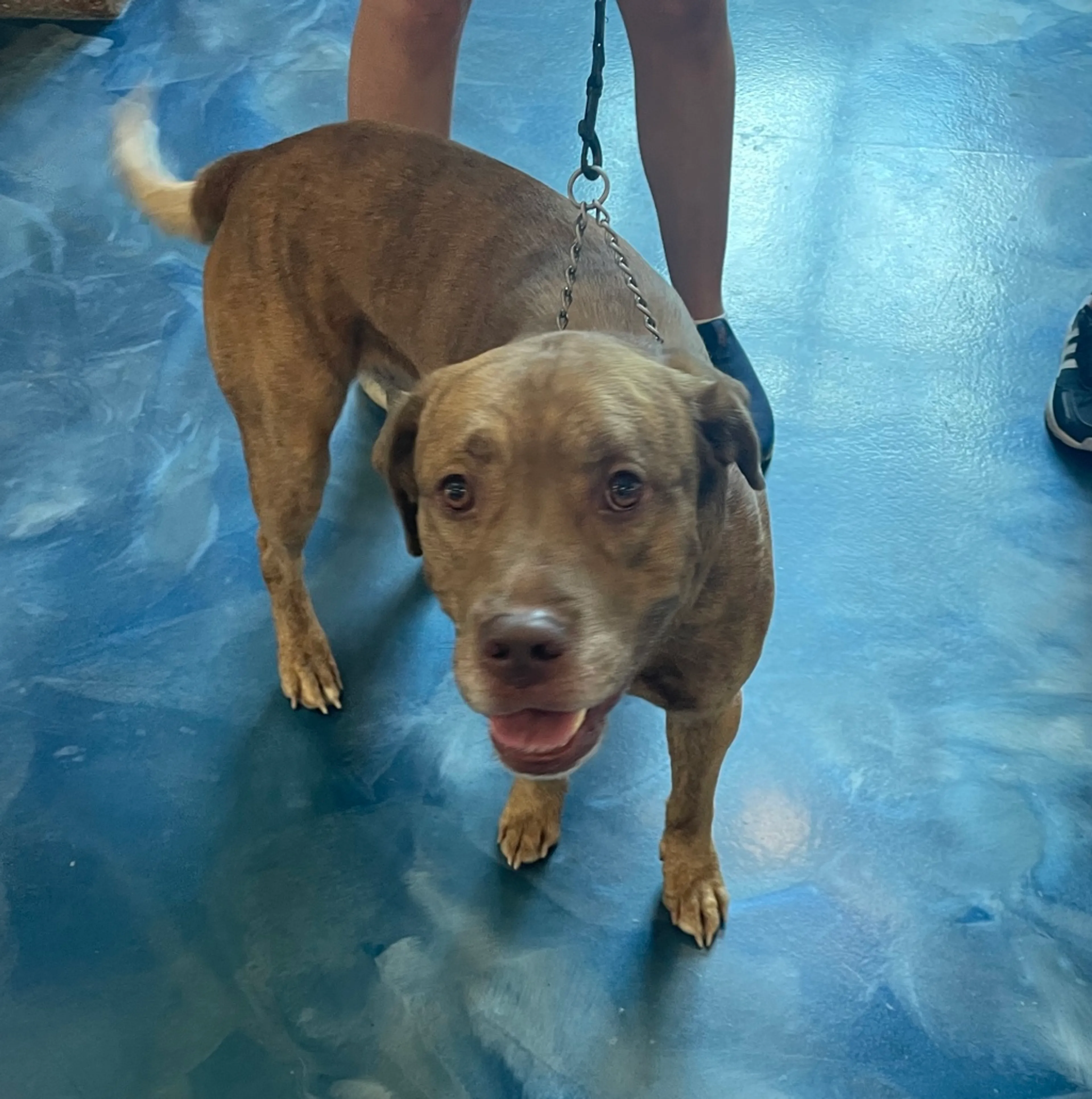 Found pet-7