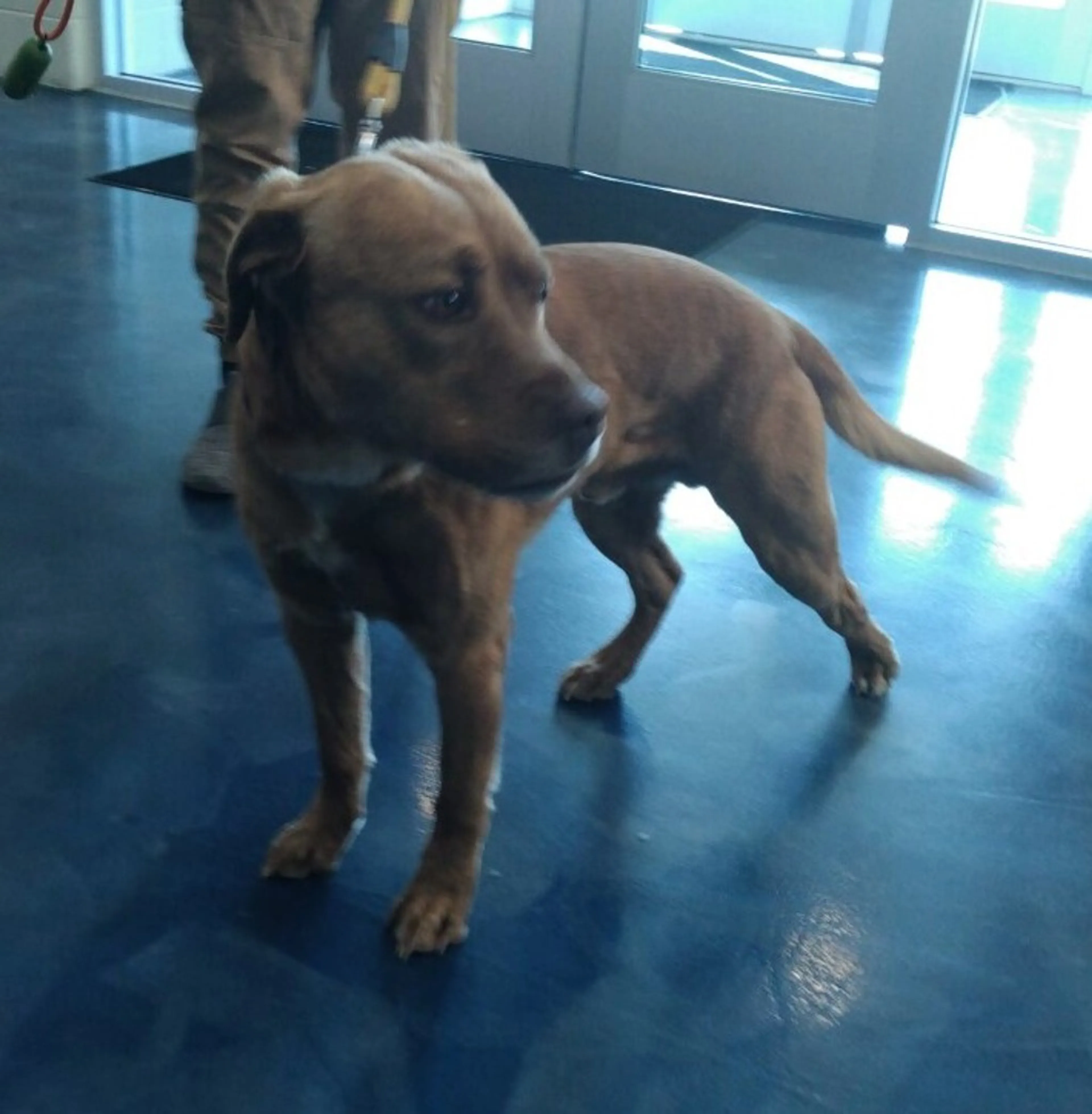 Found pet-8