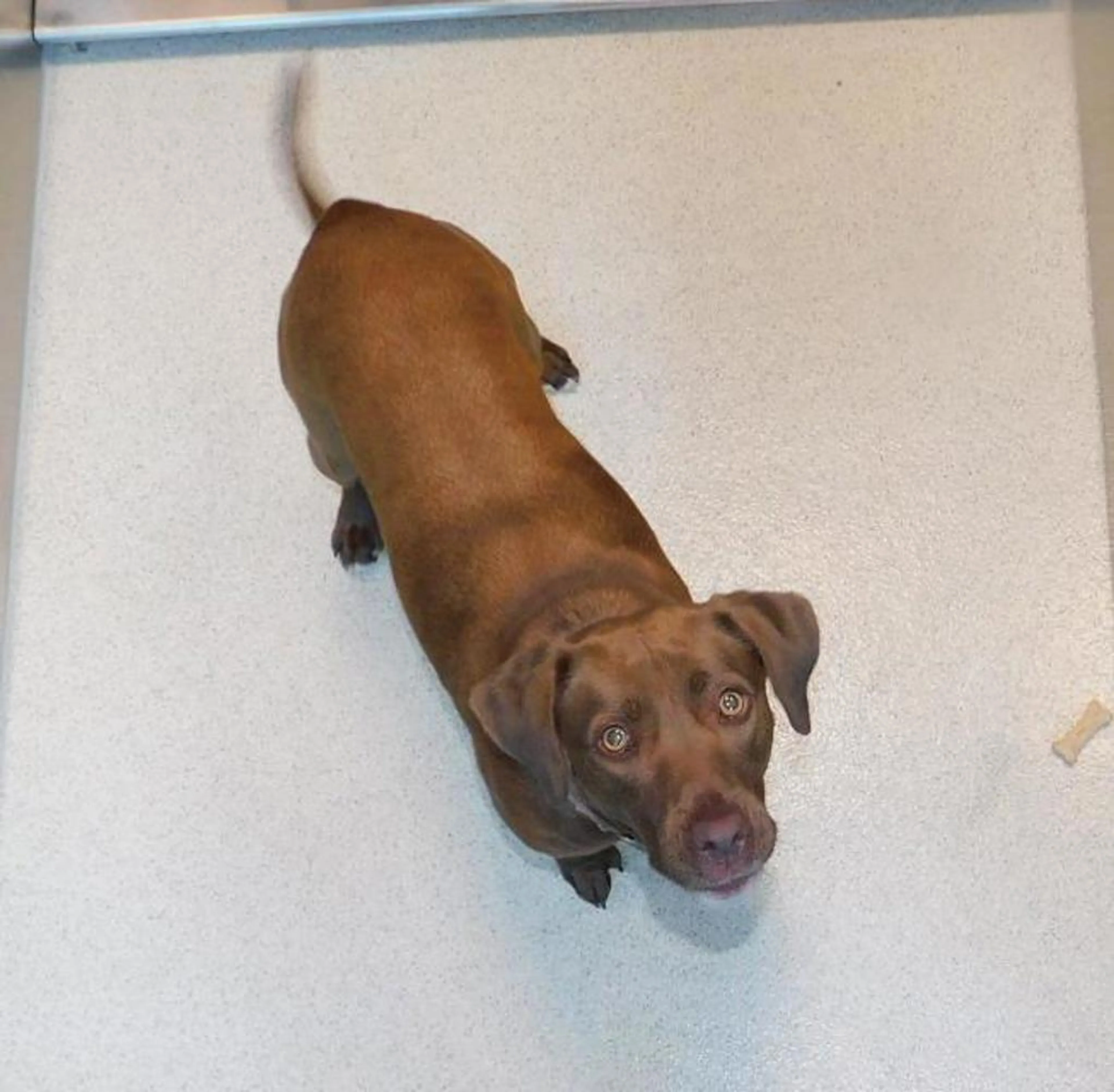 Found pet-11