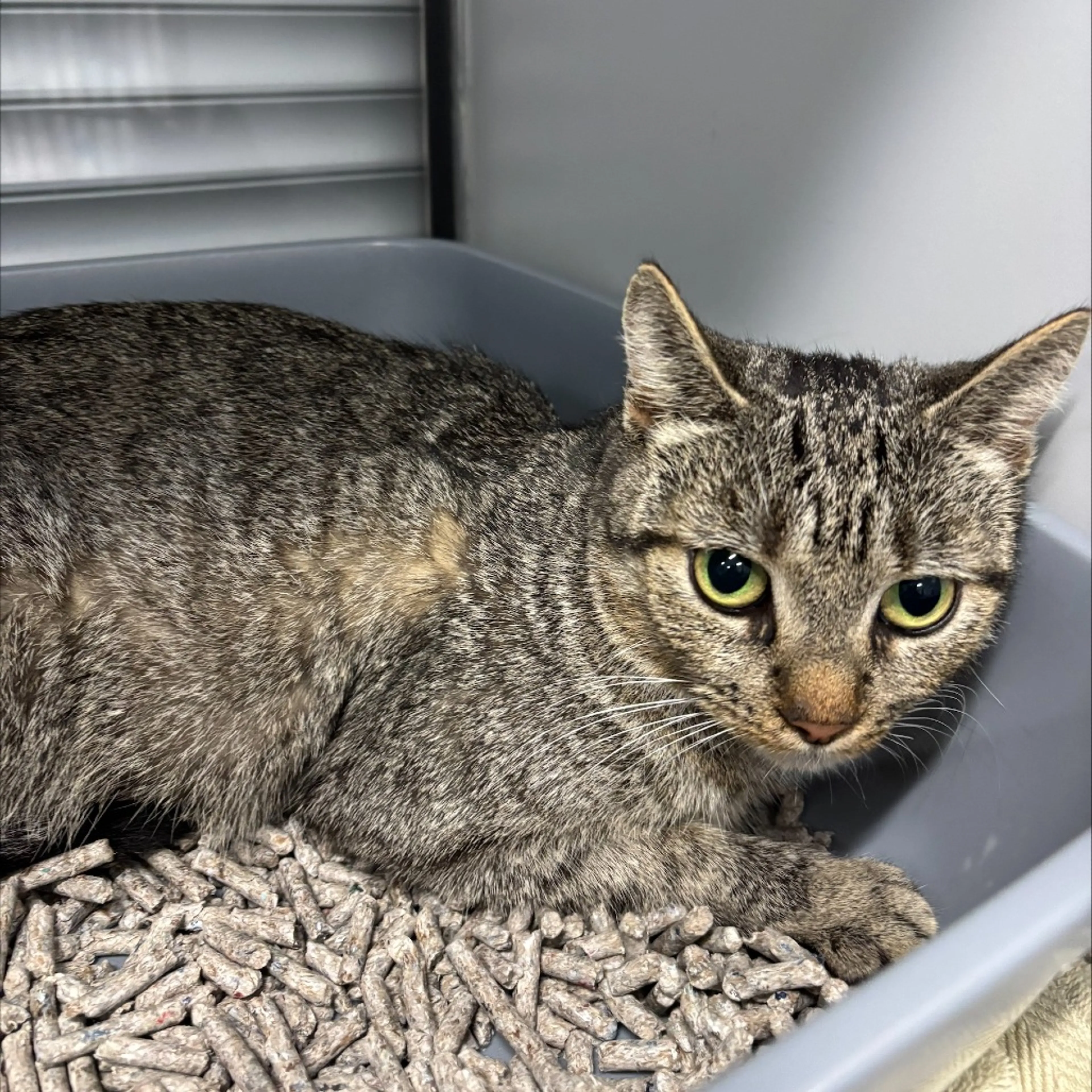 Found pet-1