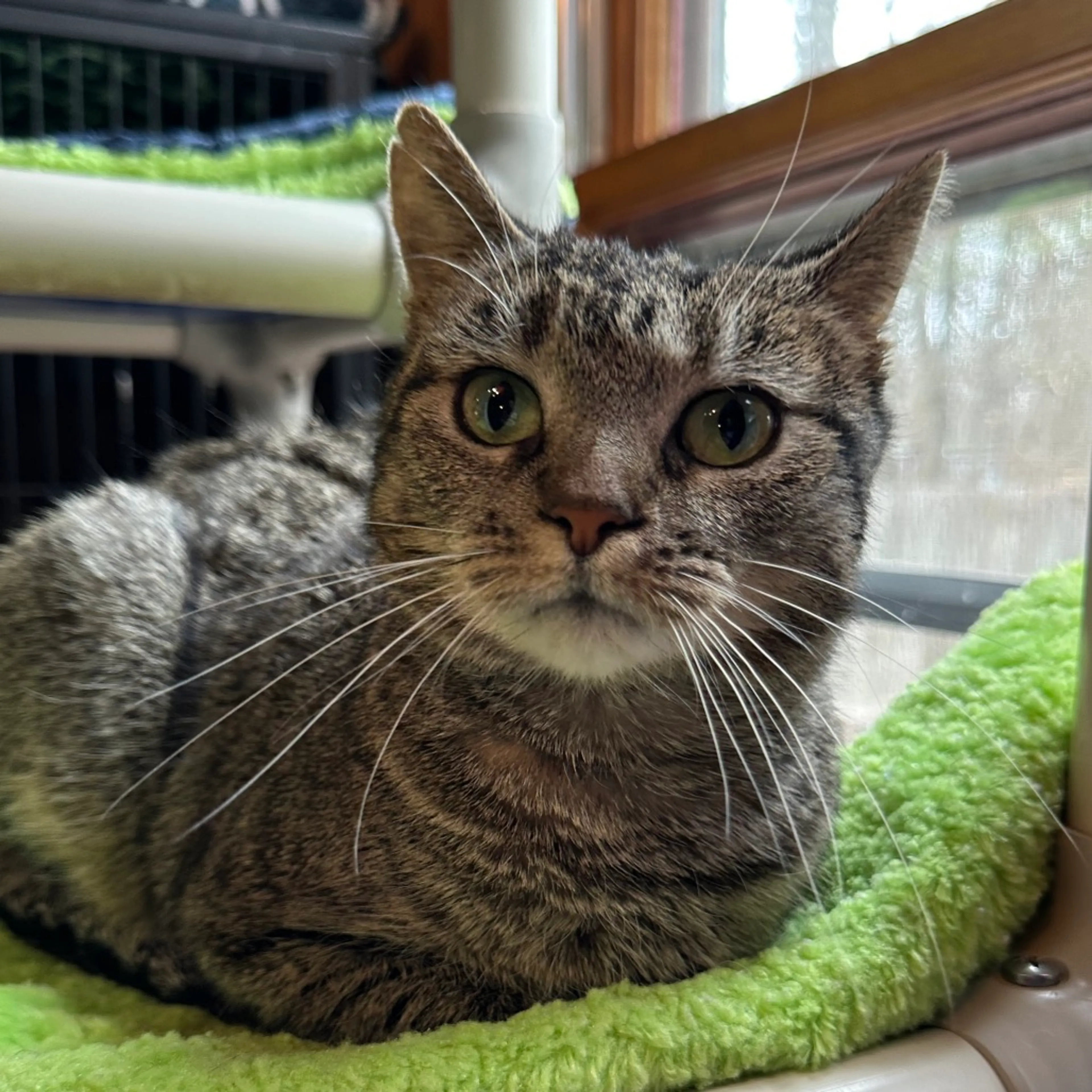 Found pet-3