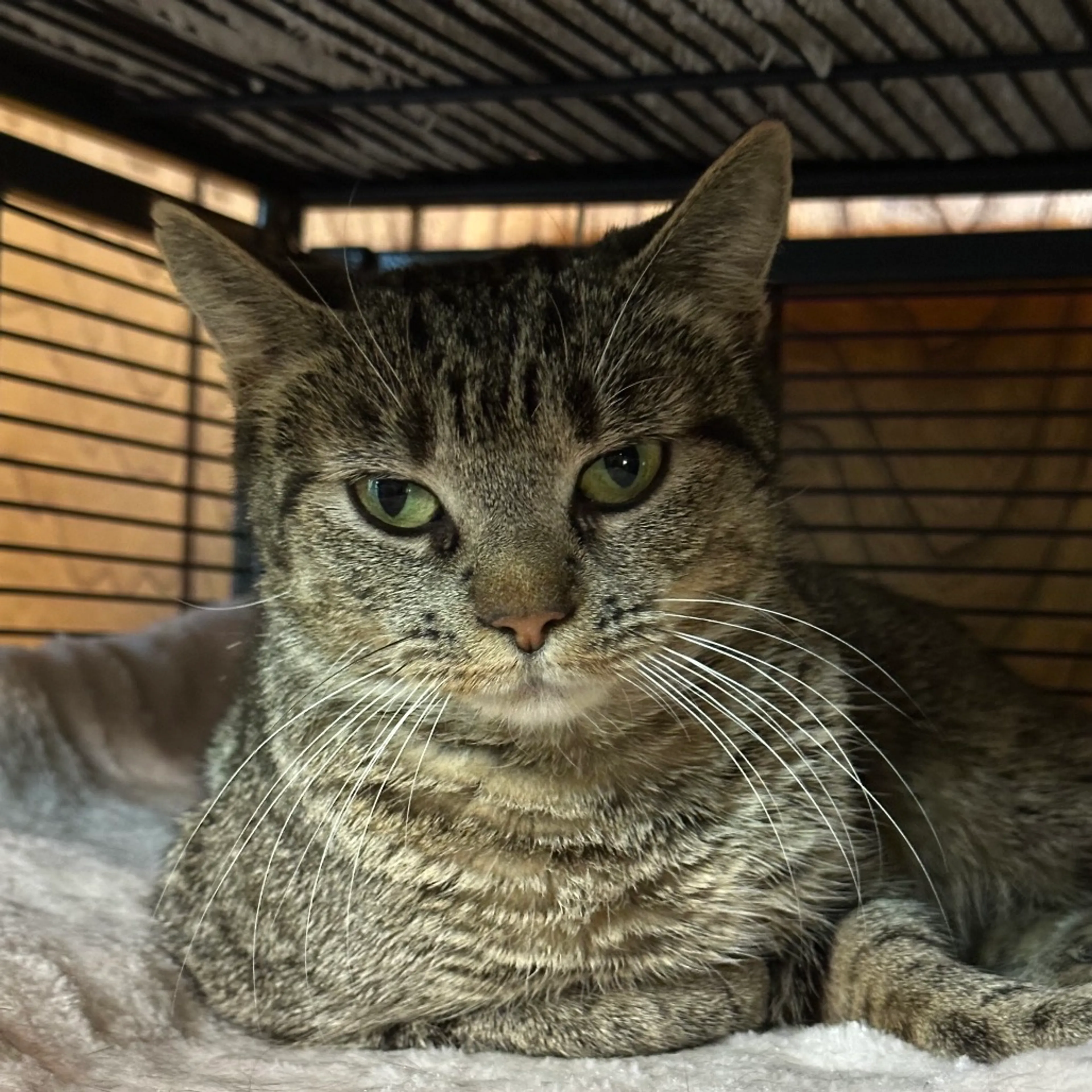 Found pet-2