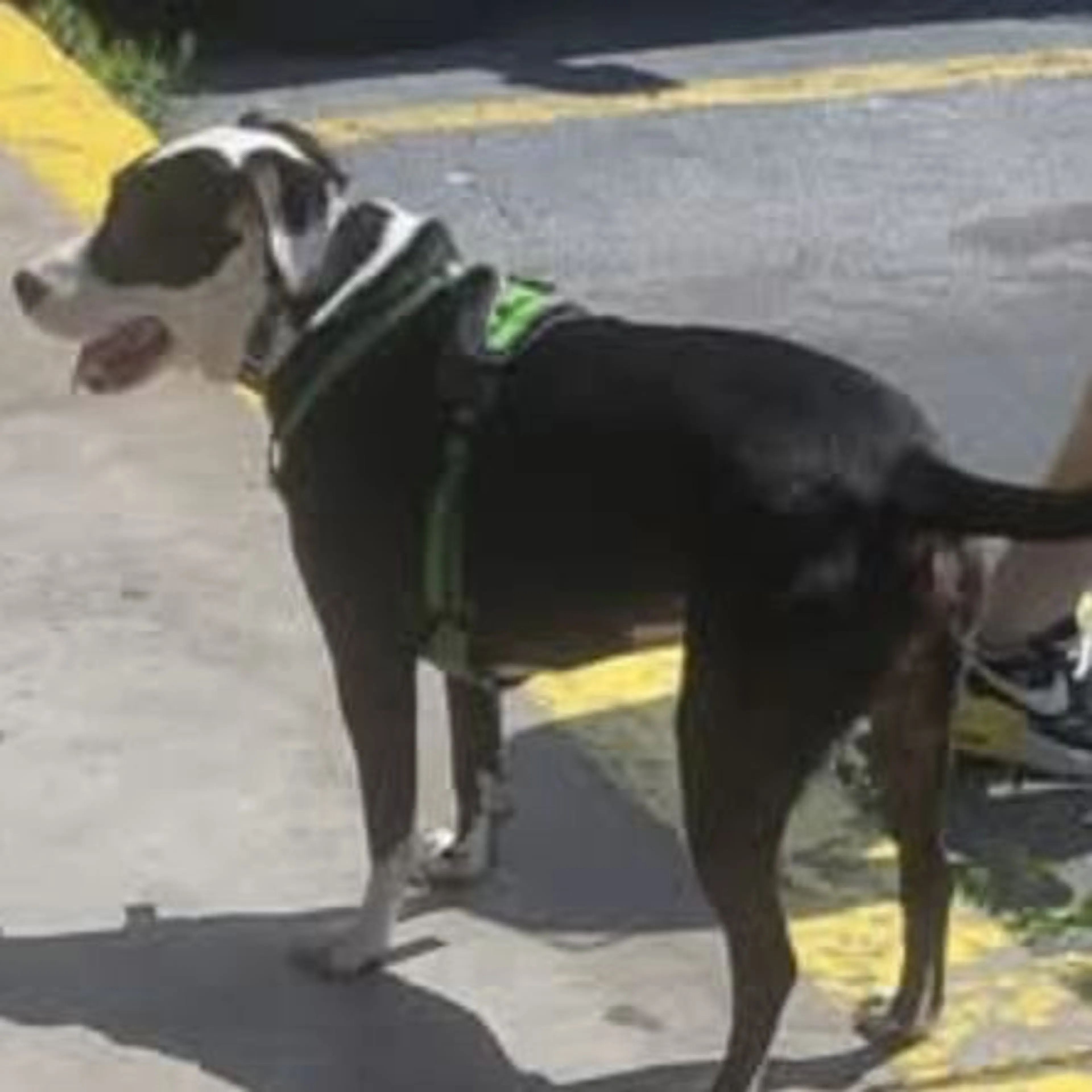 Lost pet-0