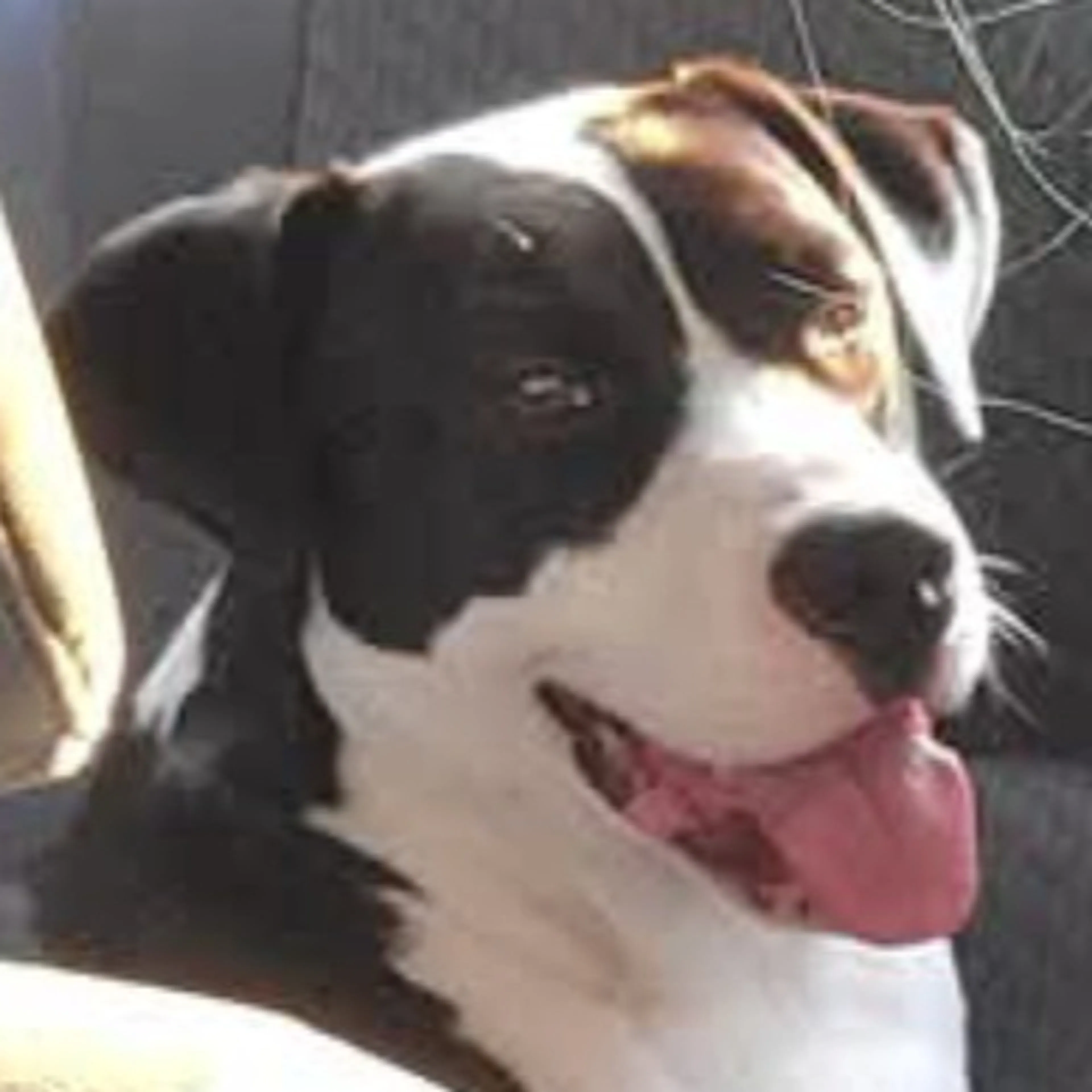 Lost pet-2