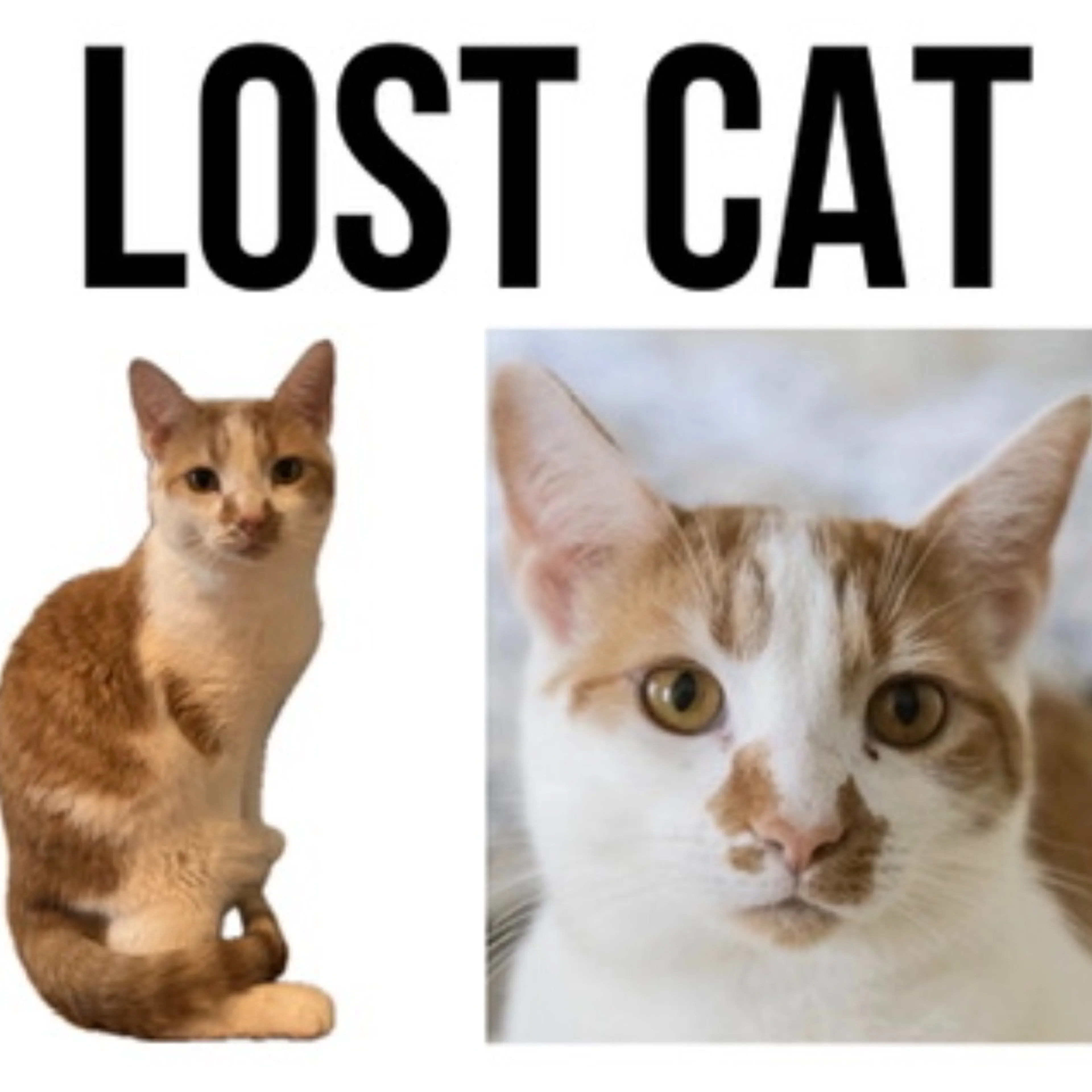 Lost pet-0