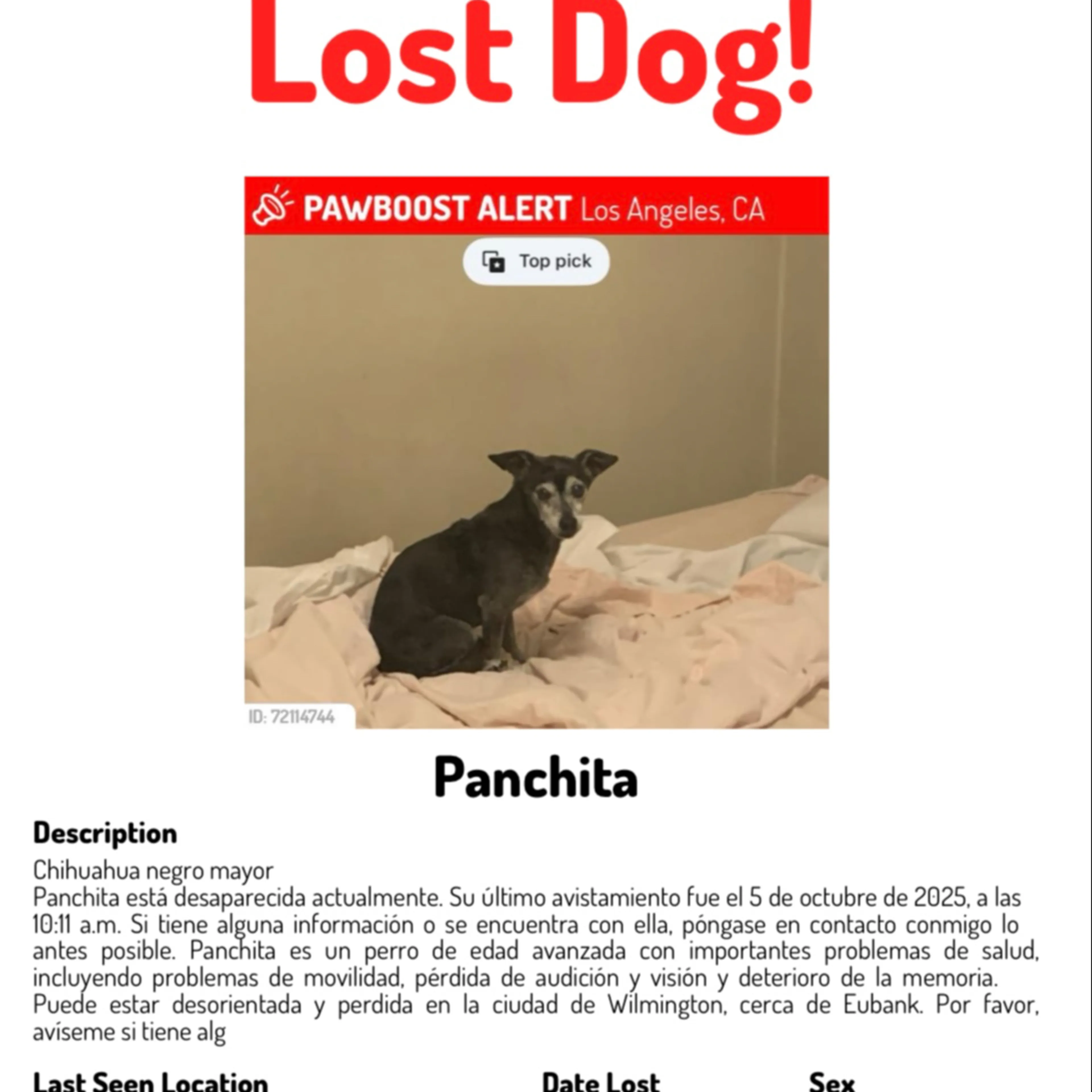 Lost pet-2