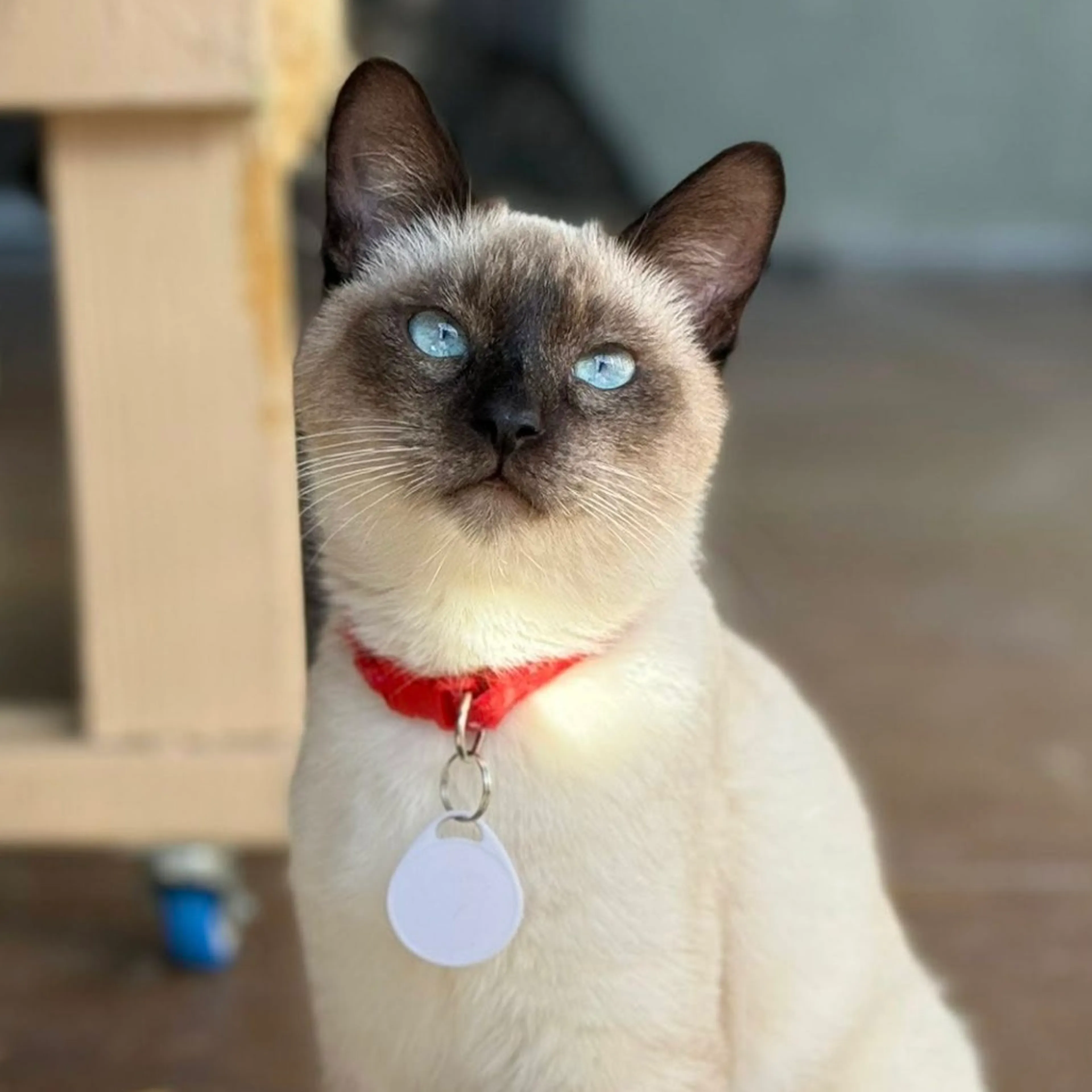 Found pet-0