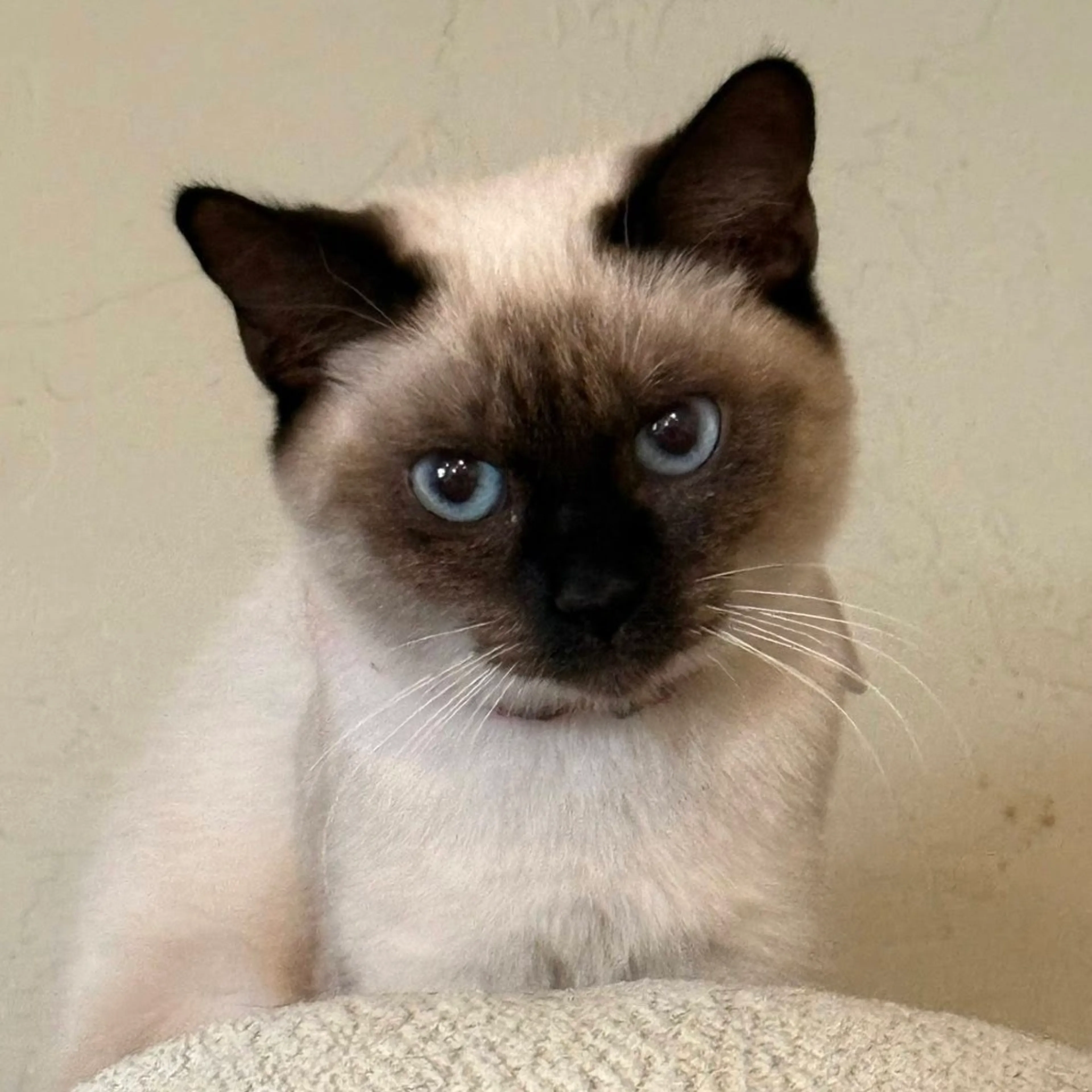 Found pet-5