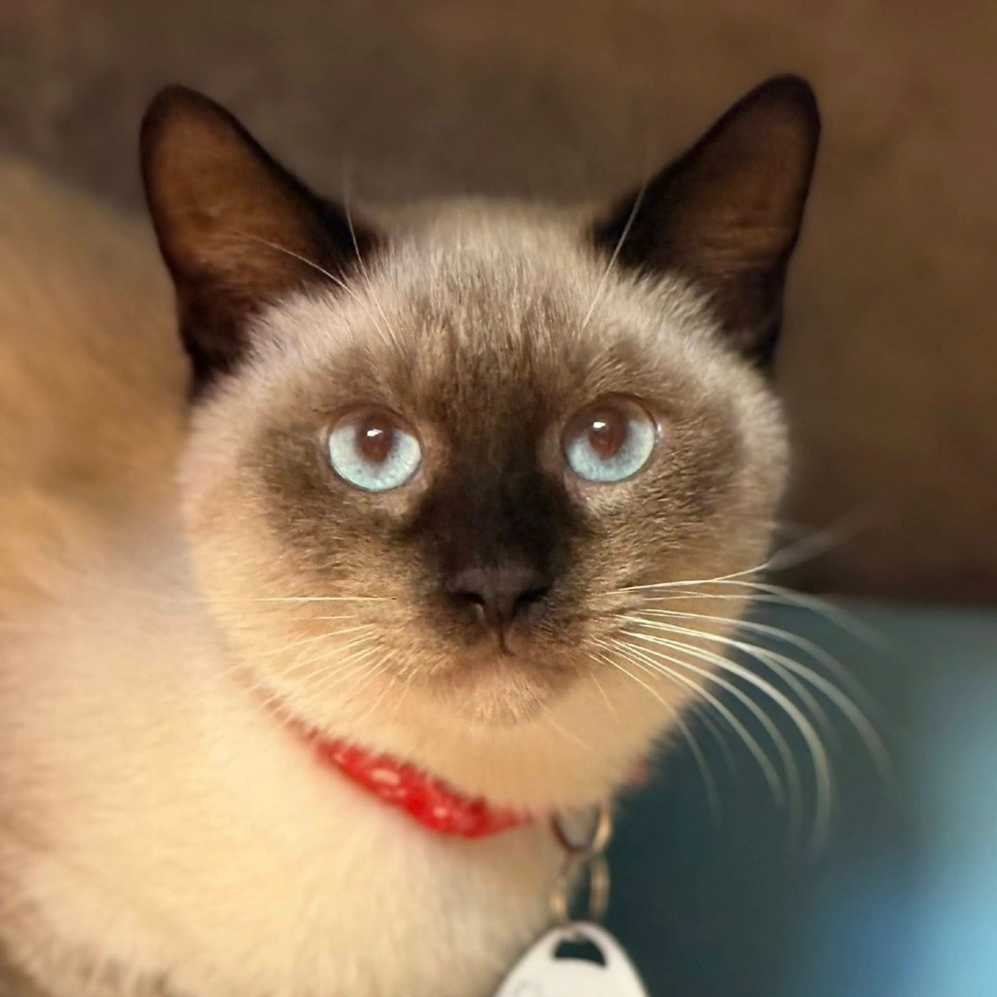 Found pet-2