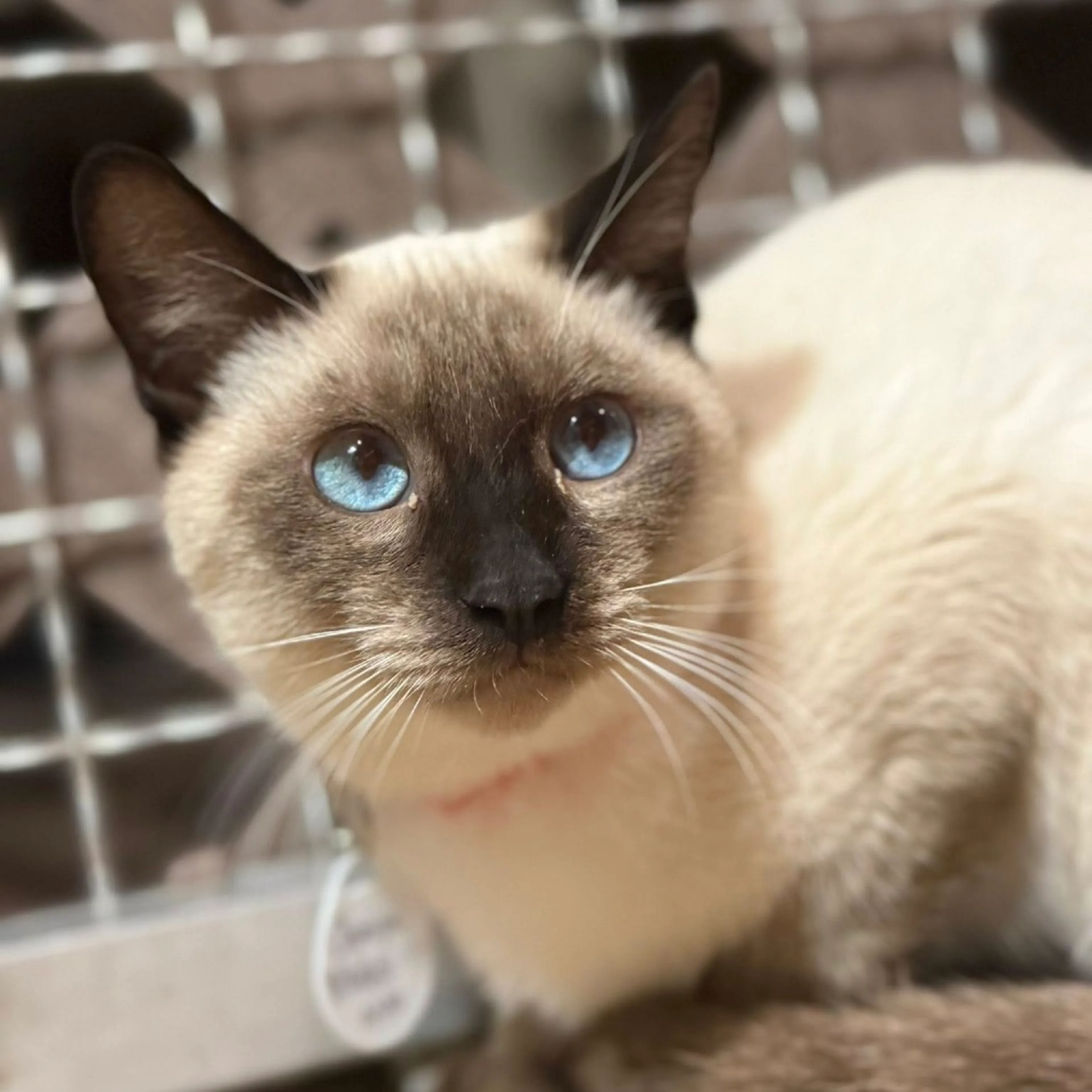 Found pet-3