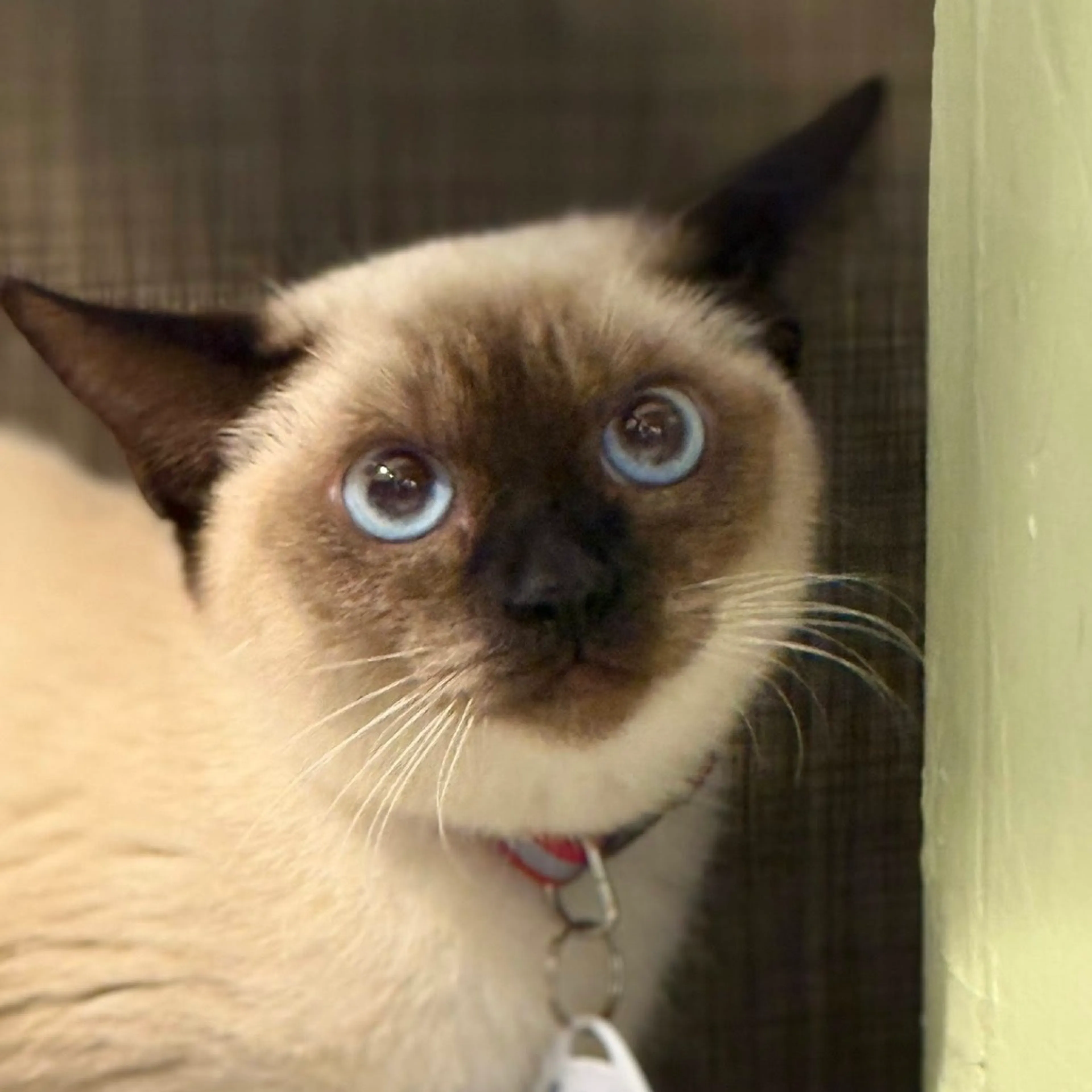 Found pet-4