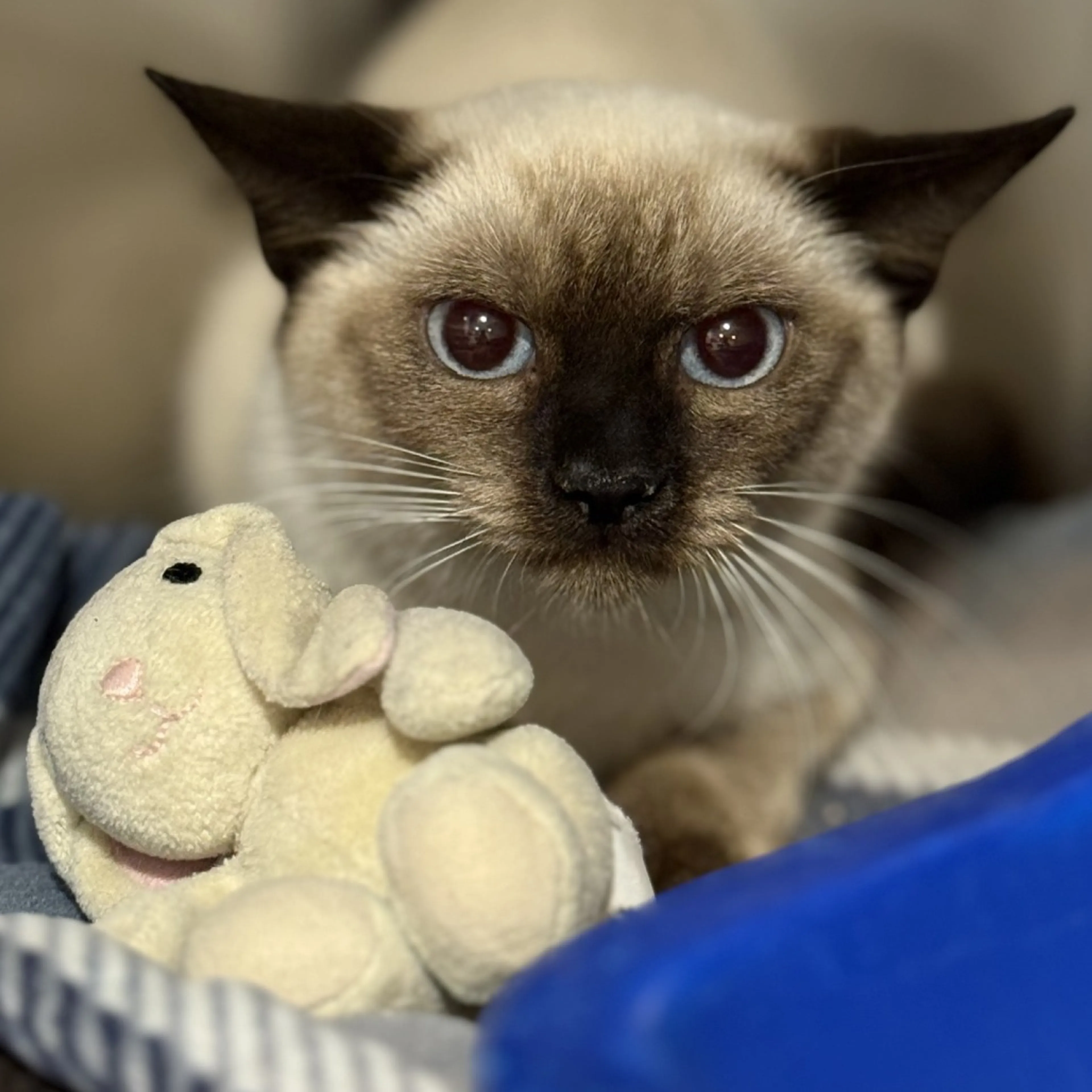 Found pet-1
