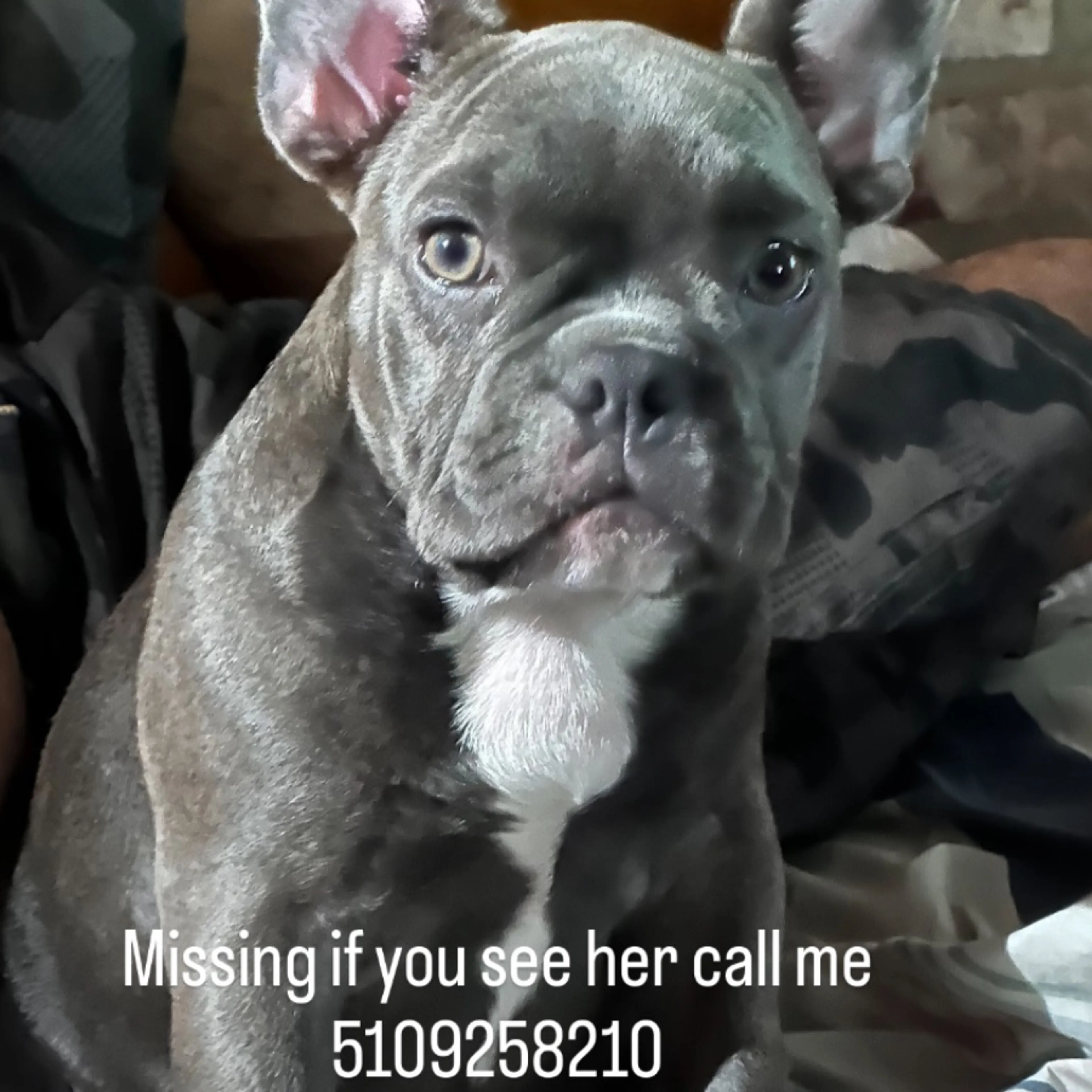 Lost pet