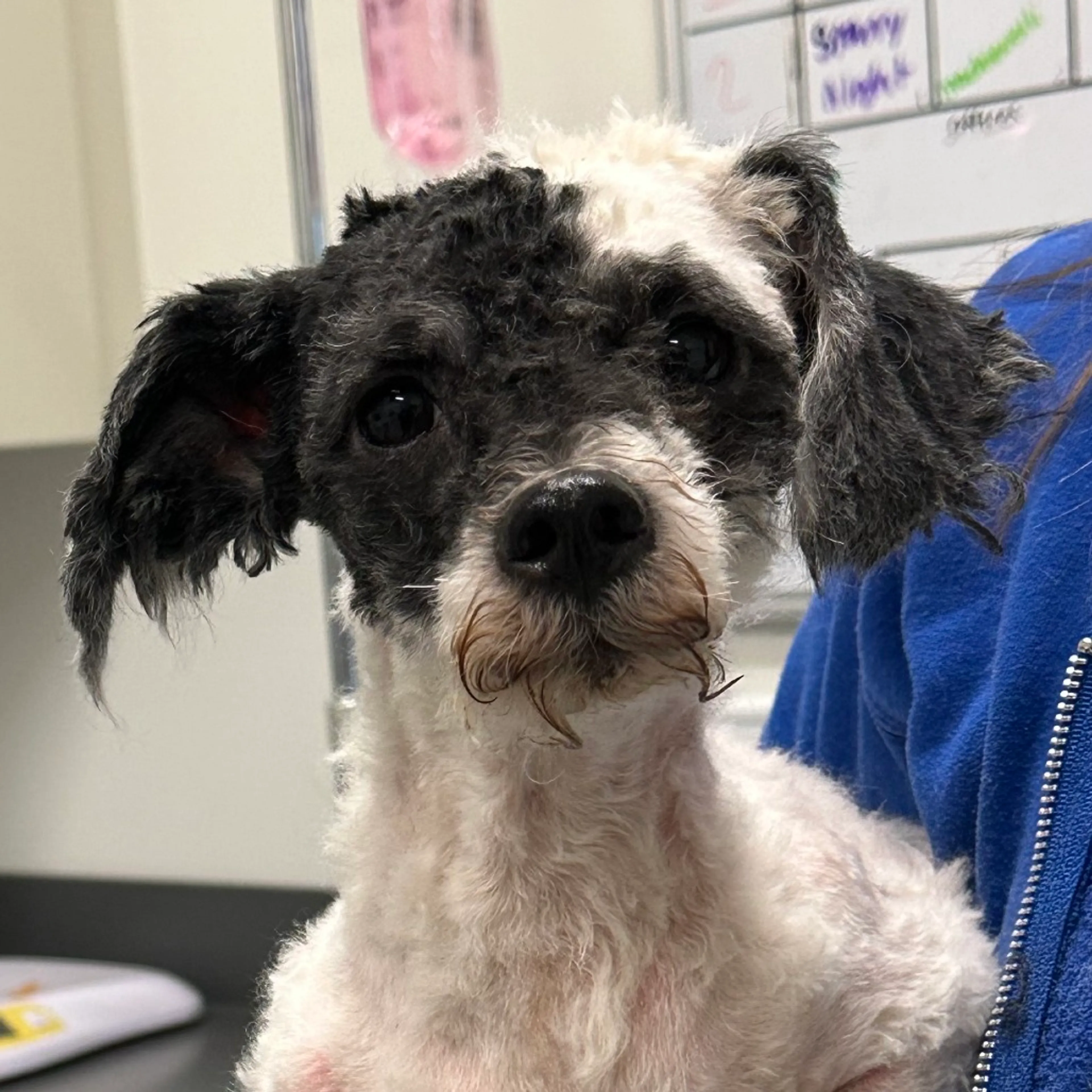 Found pet
