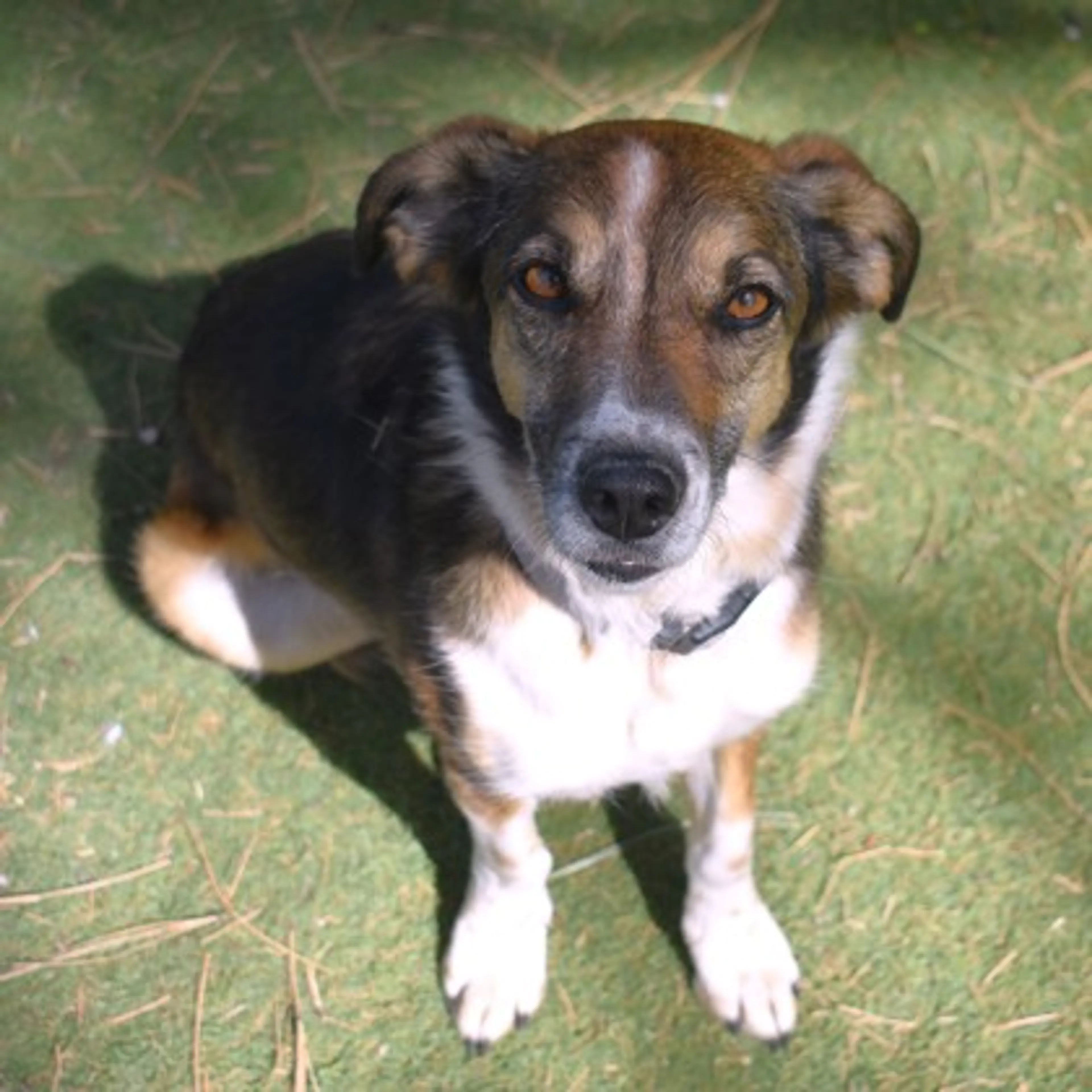 Found pet-1