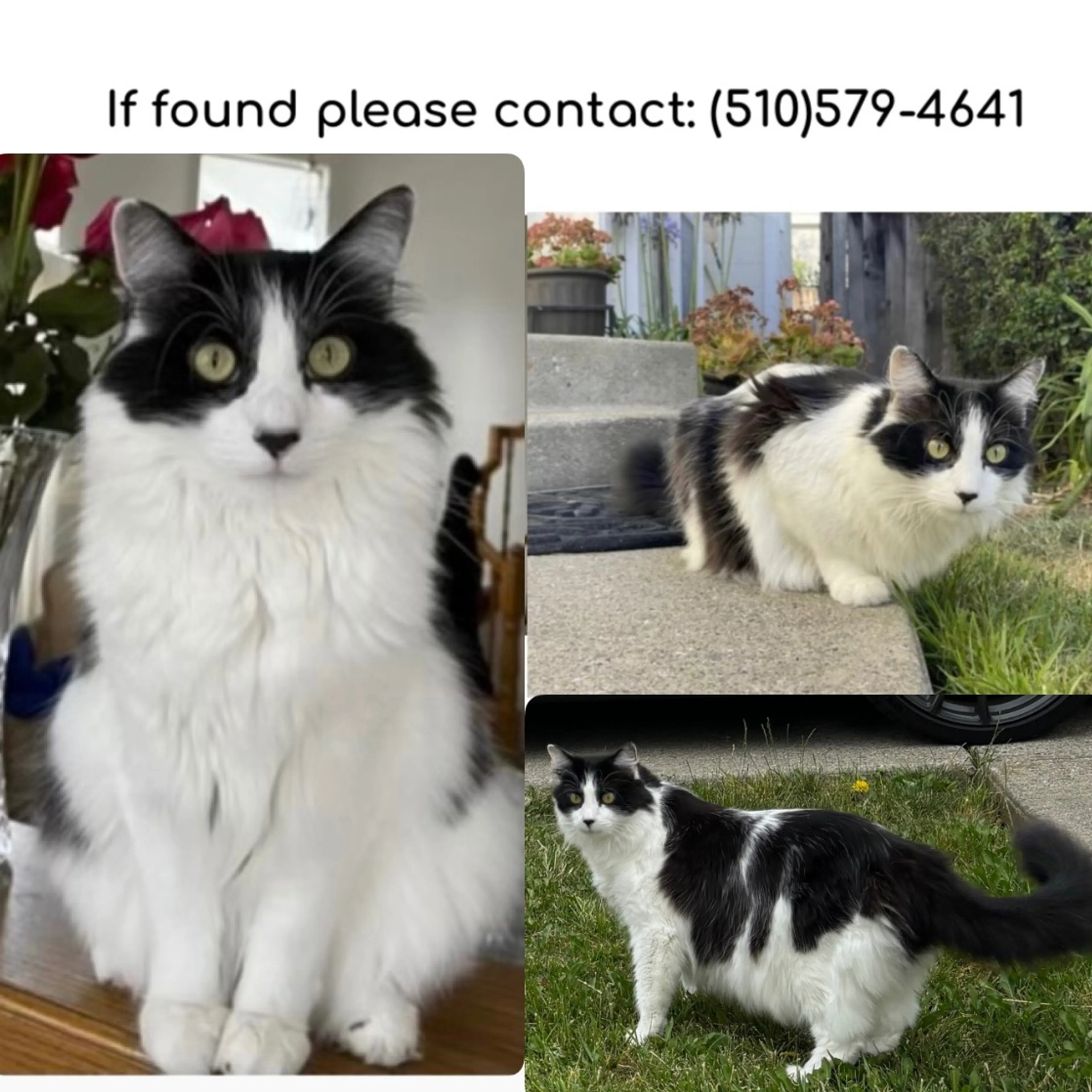 Lost pet-2