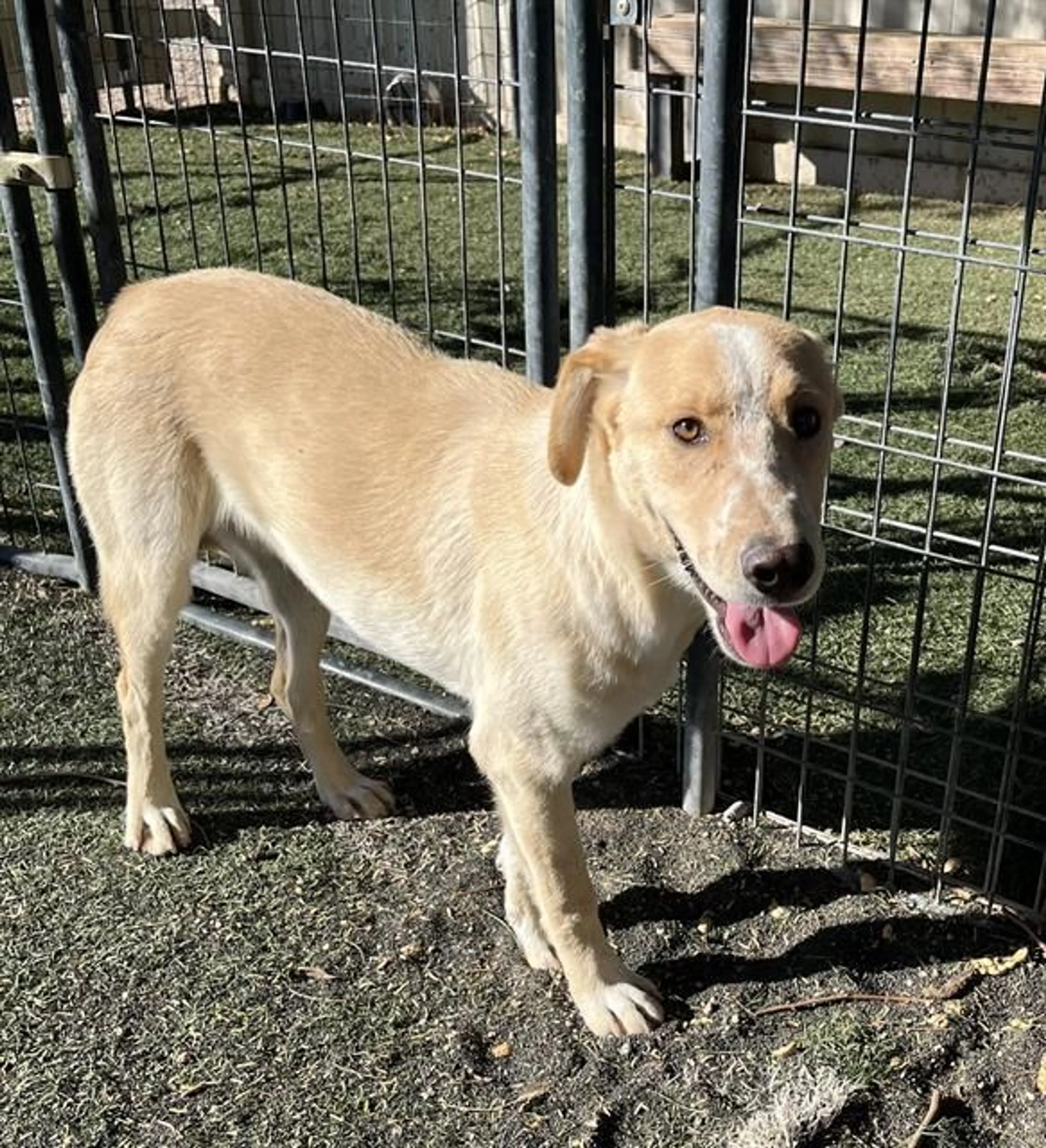Found pet