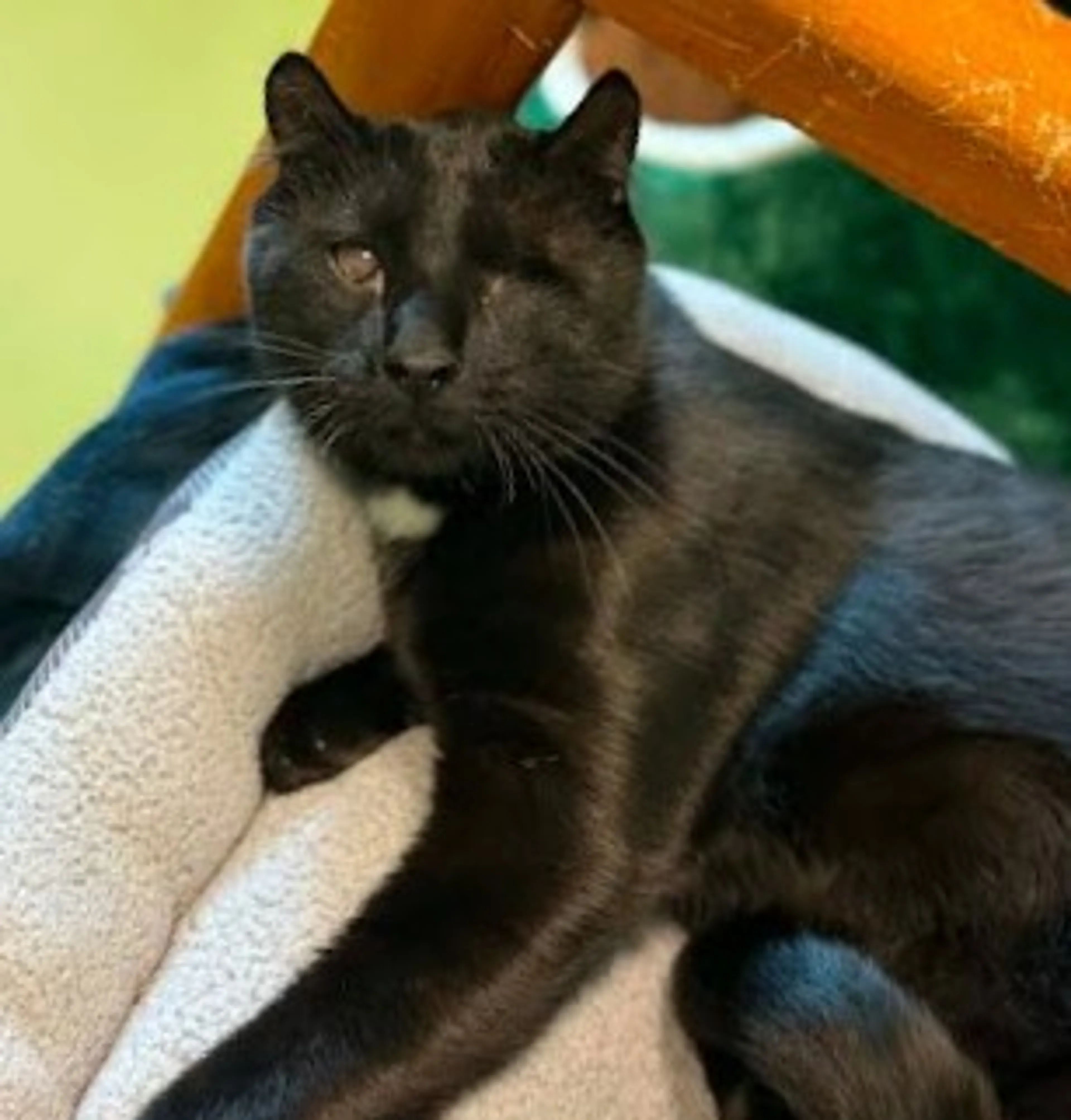 Found pet-2