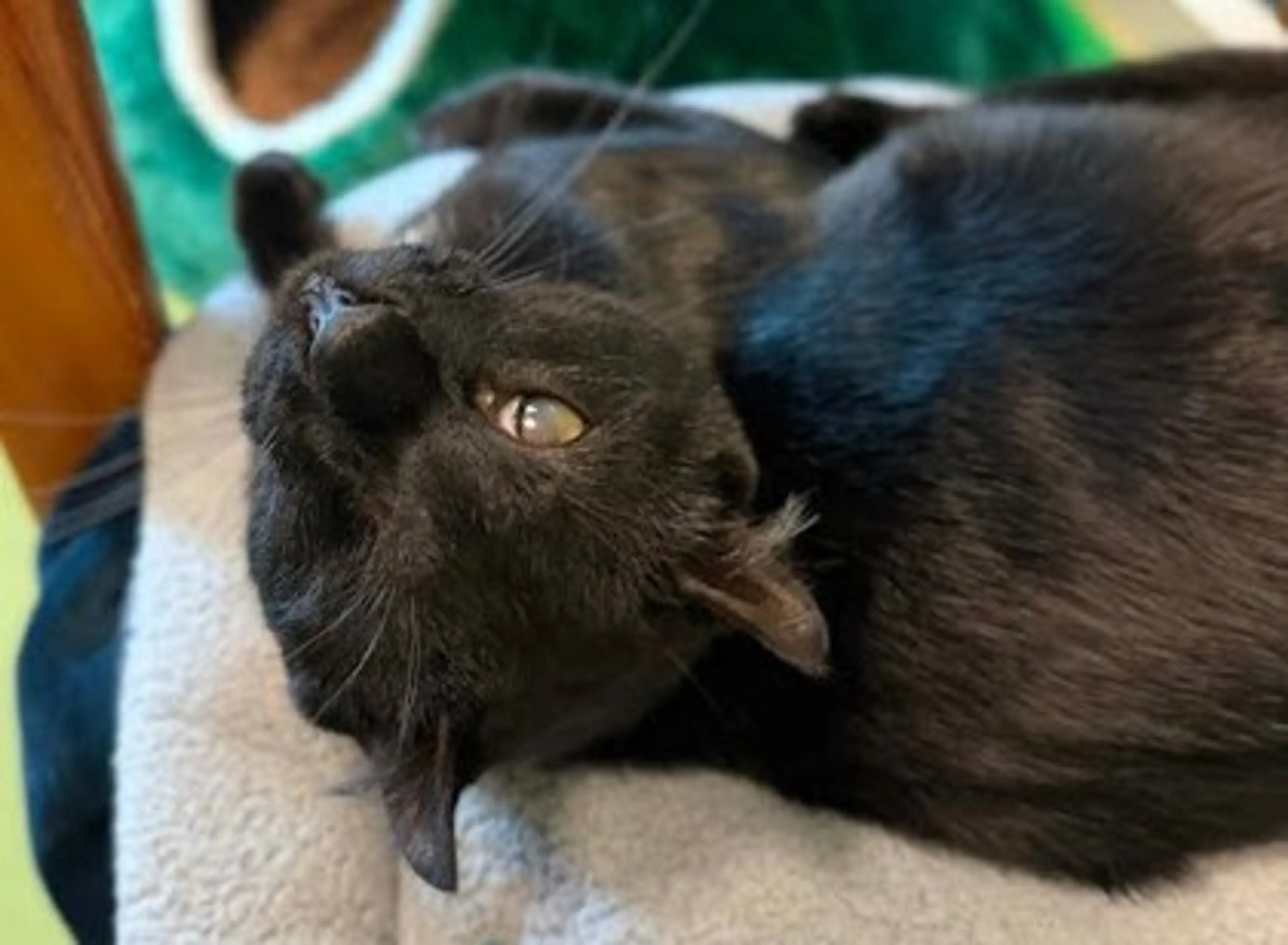 Found pet-1