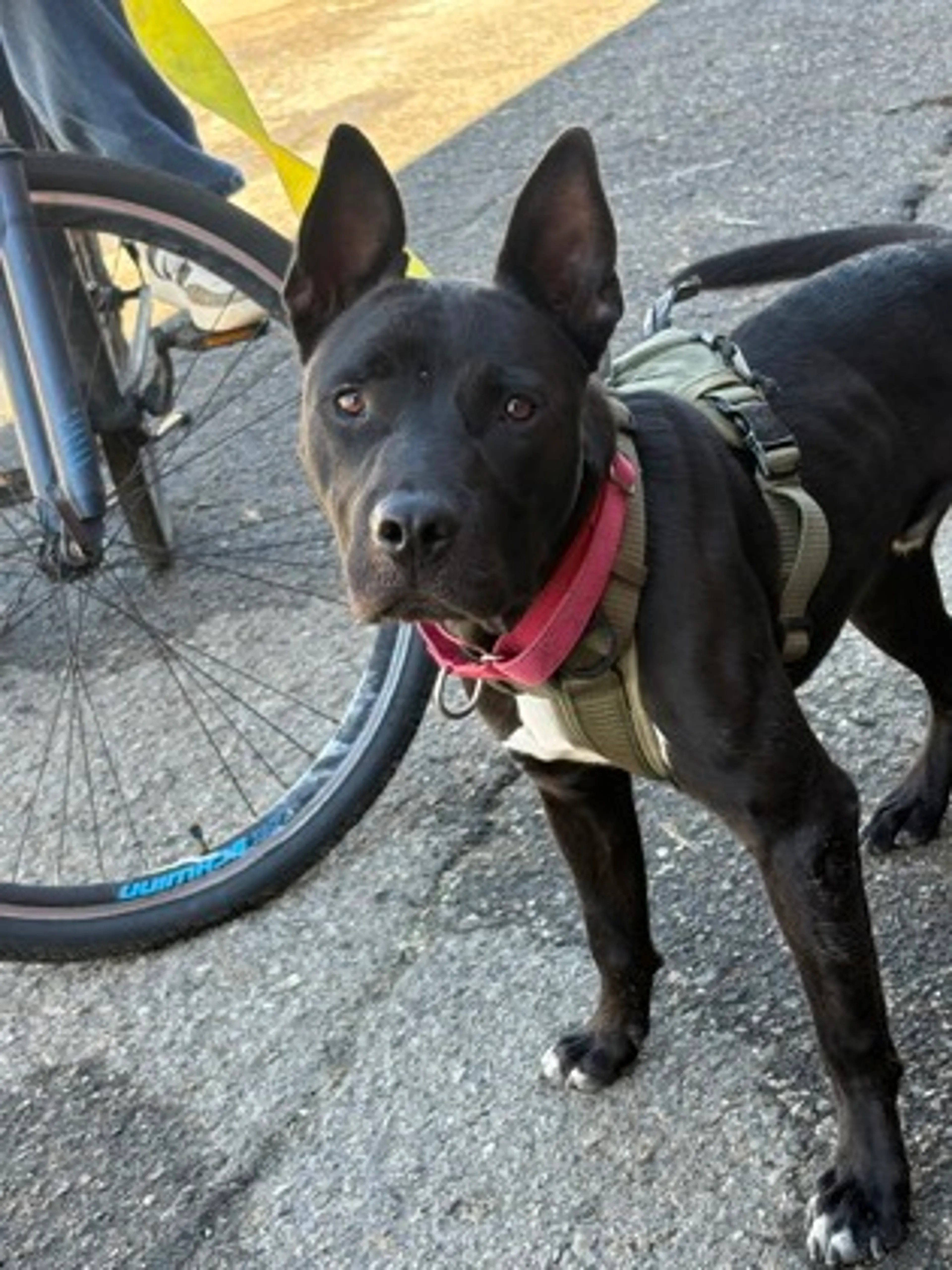 Found pet-2