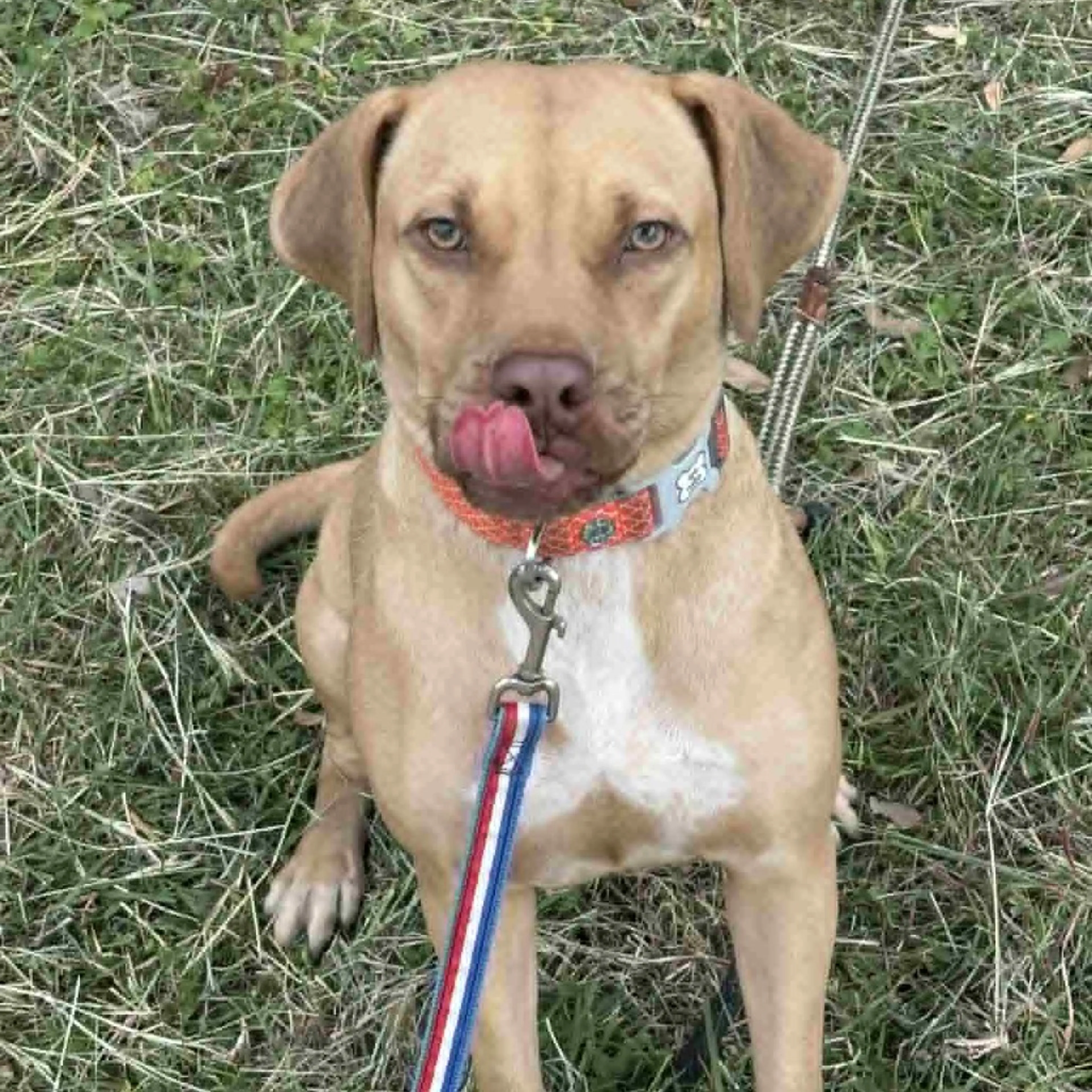cdn image