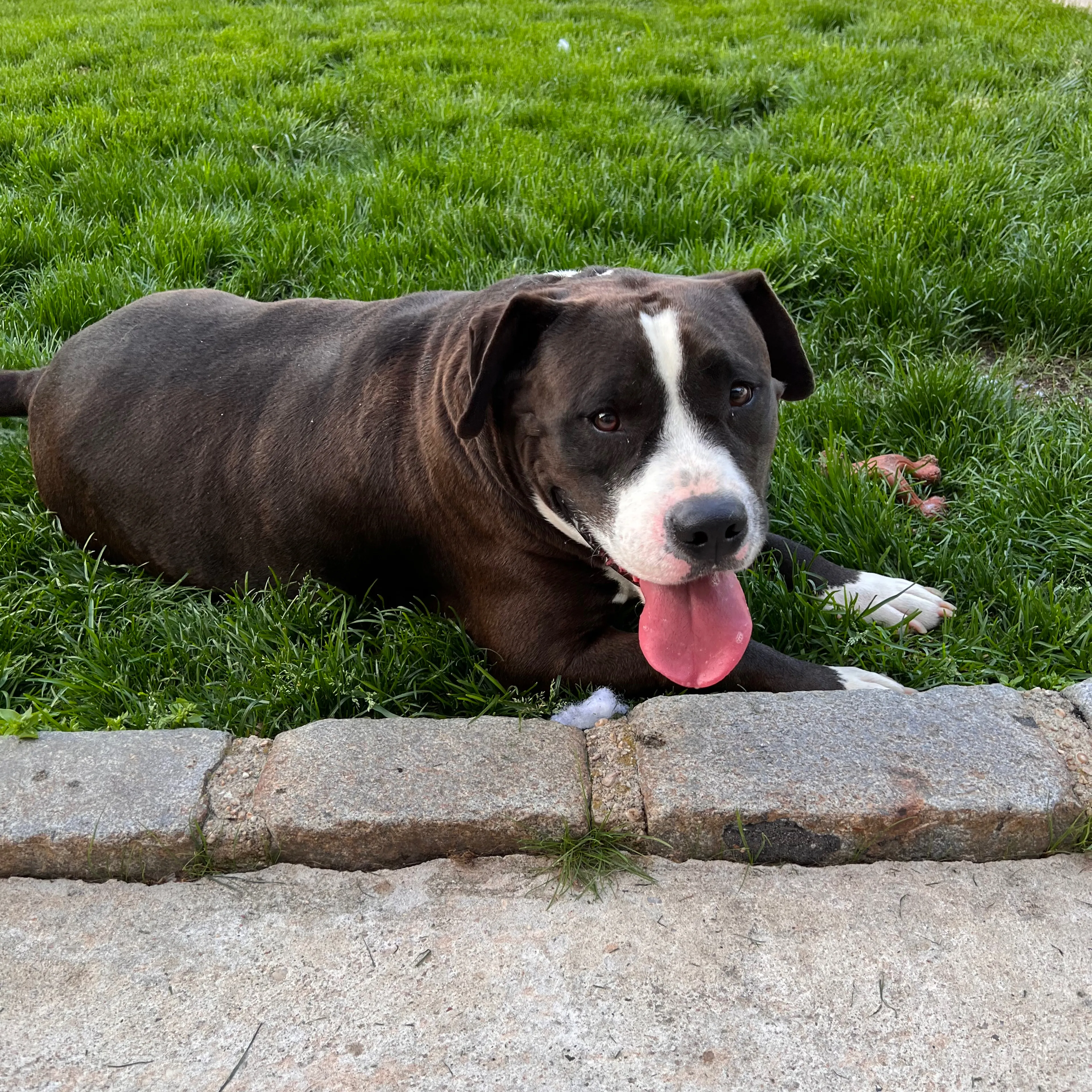 Lost pet-0