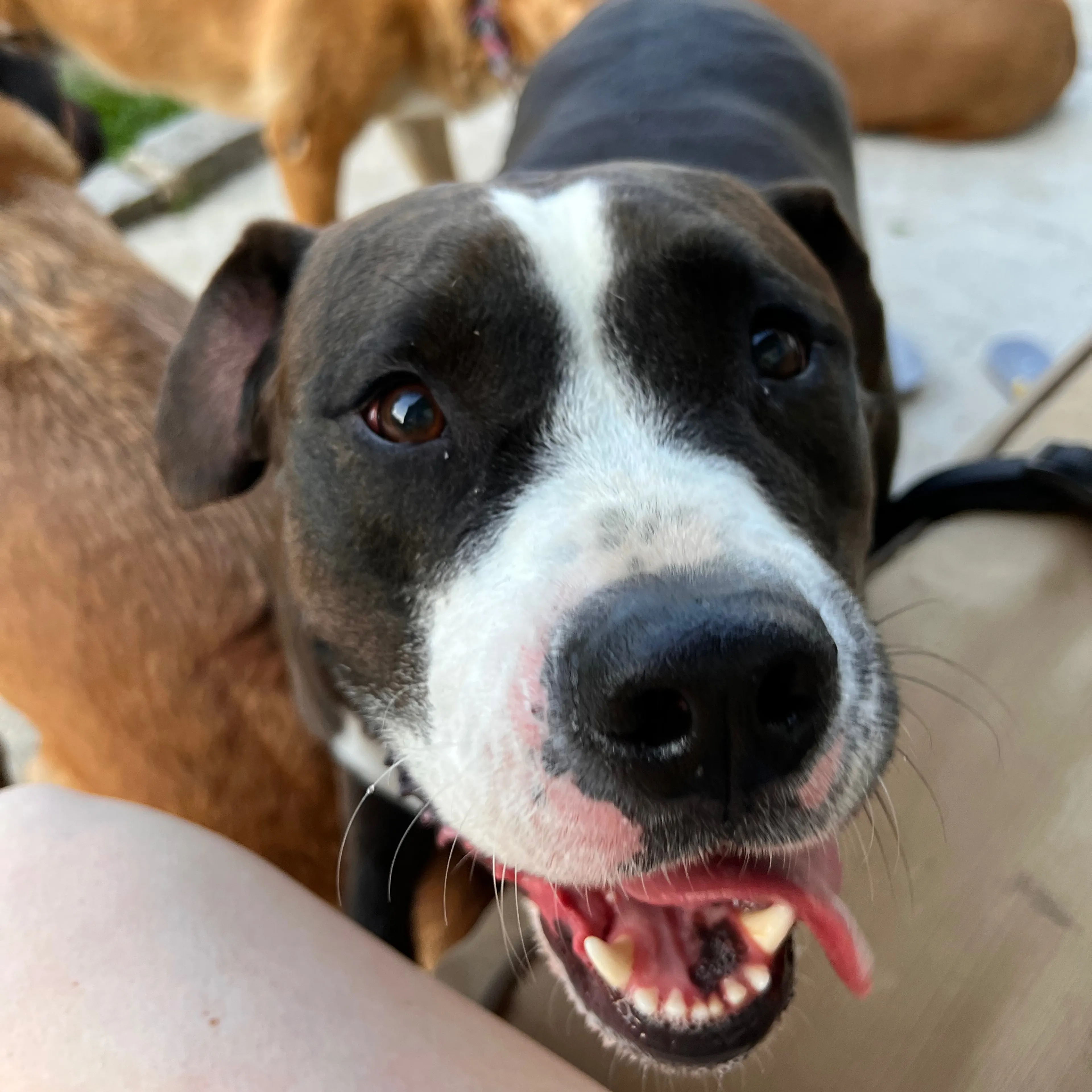 Lost pet-1