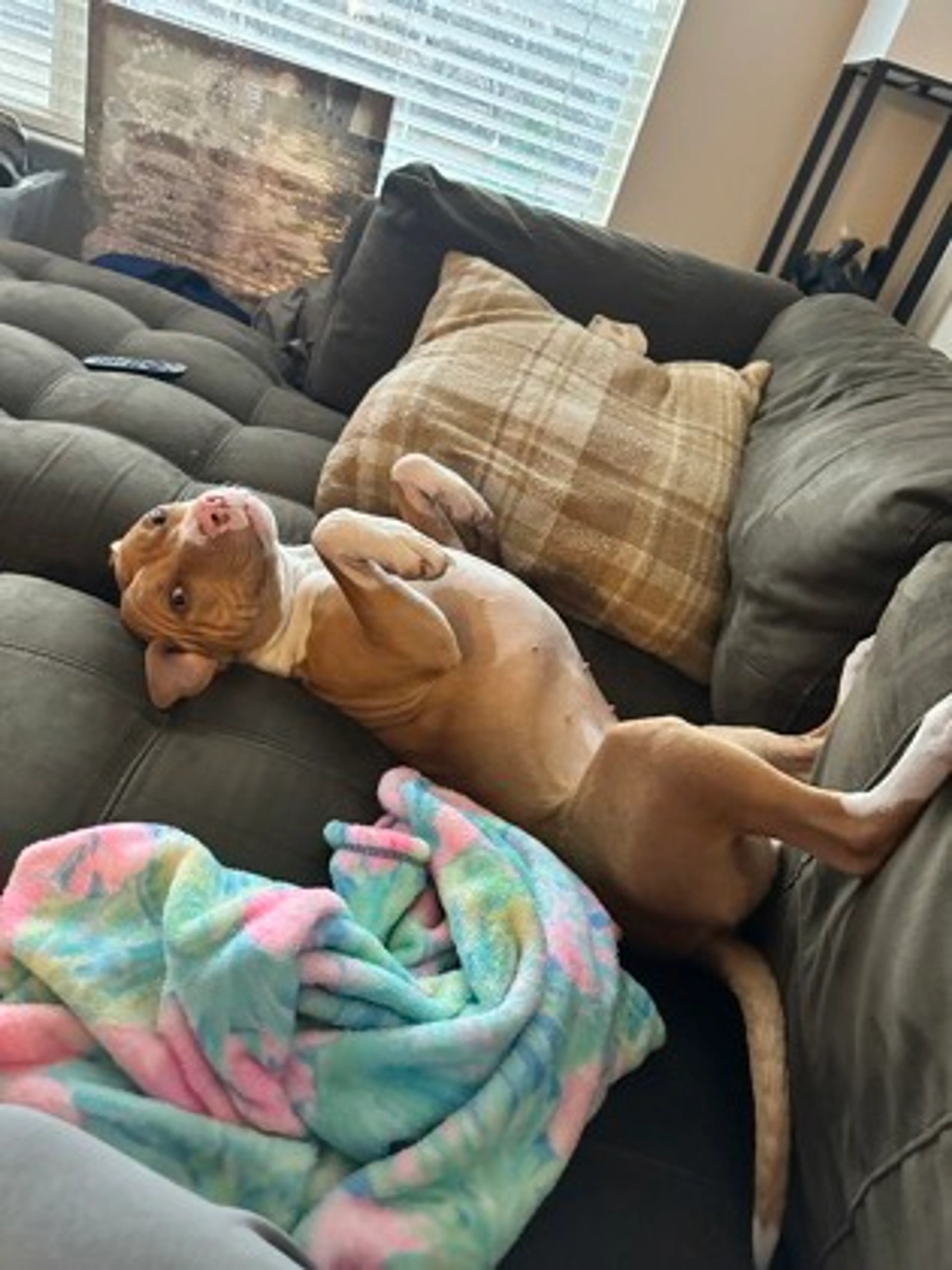 Found pet