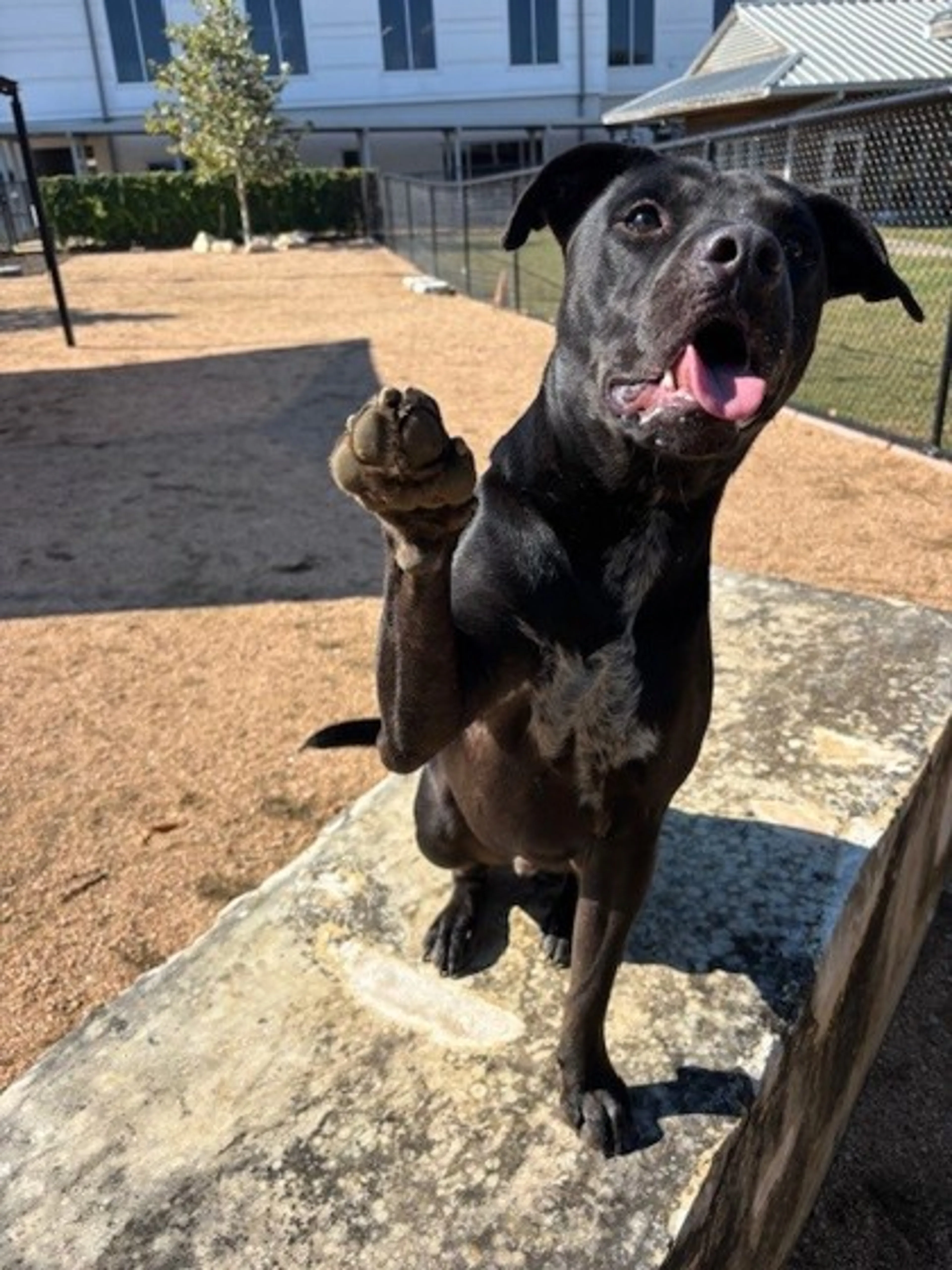 cdn image