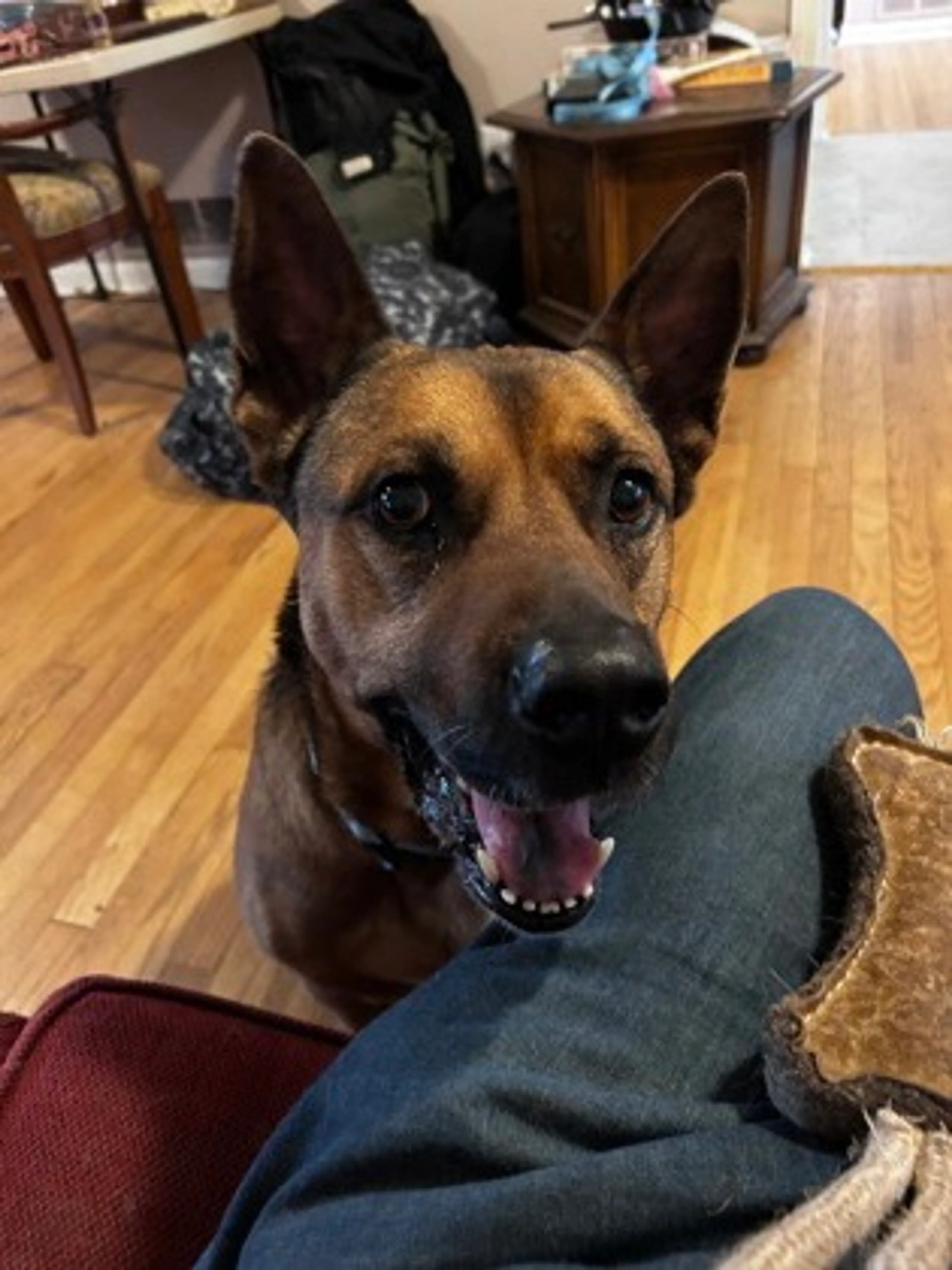Found pet