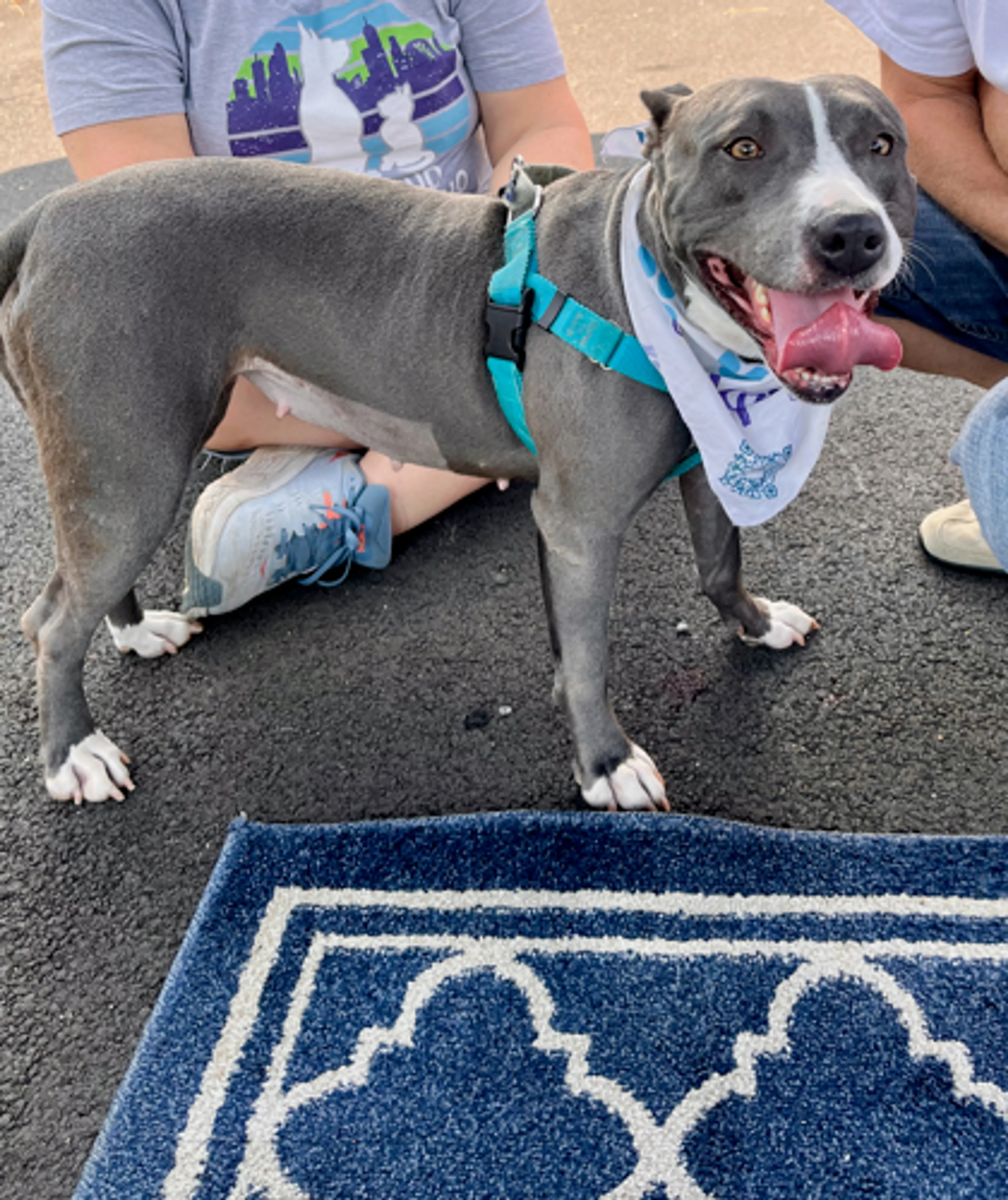 Found pet