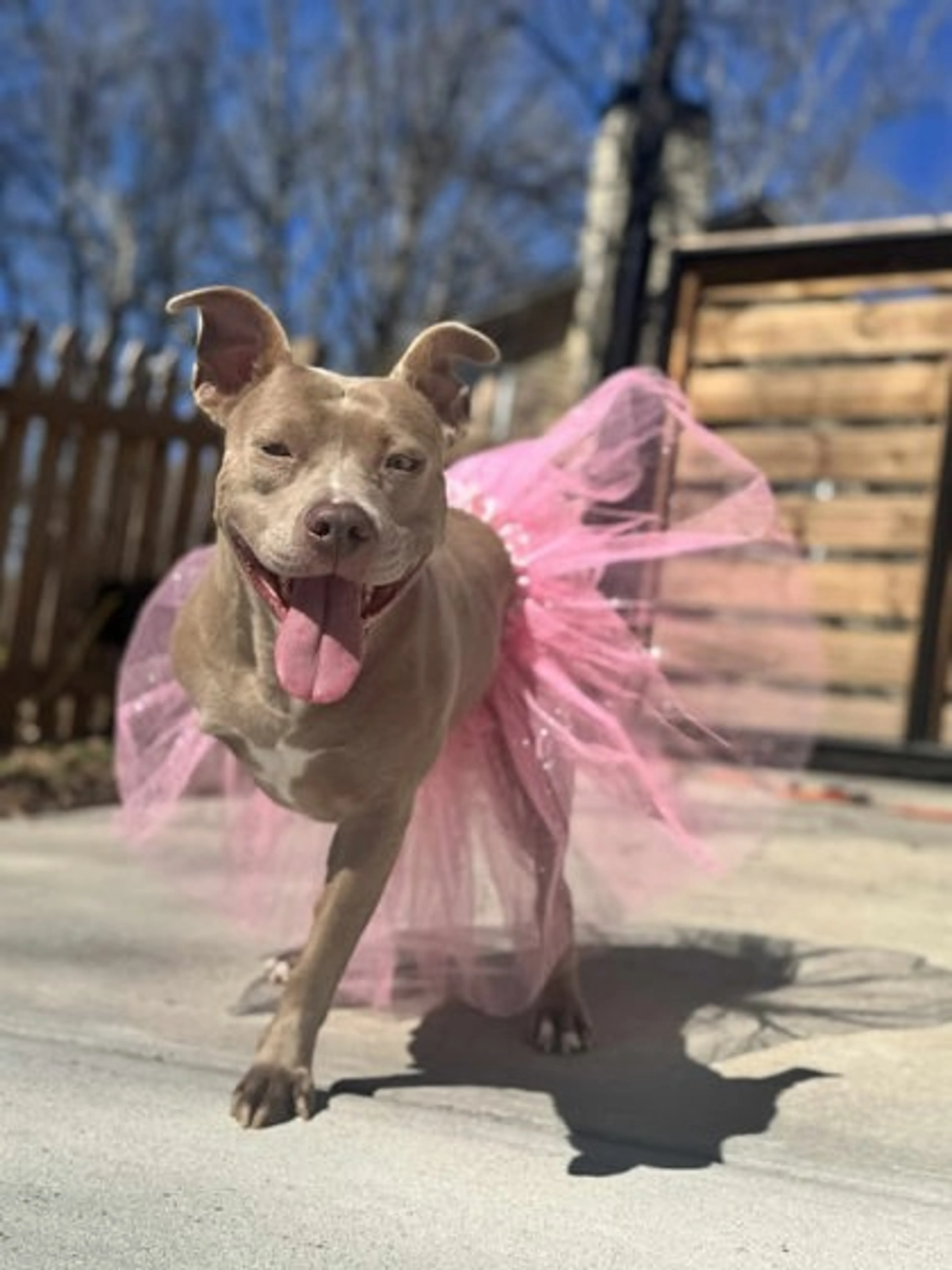 Found pet