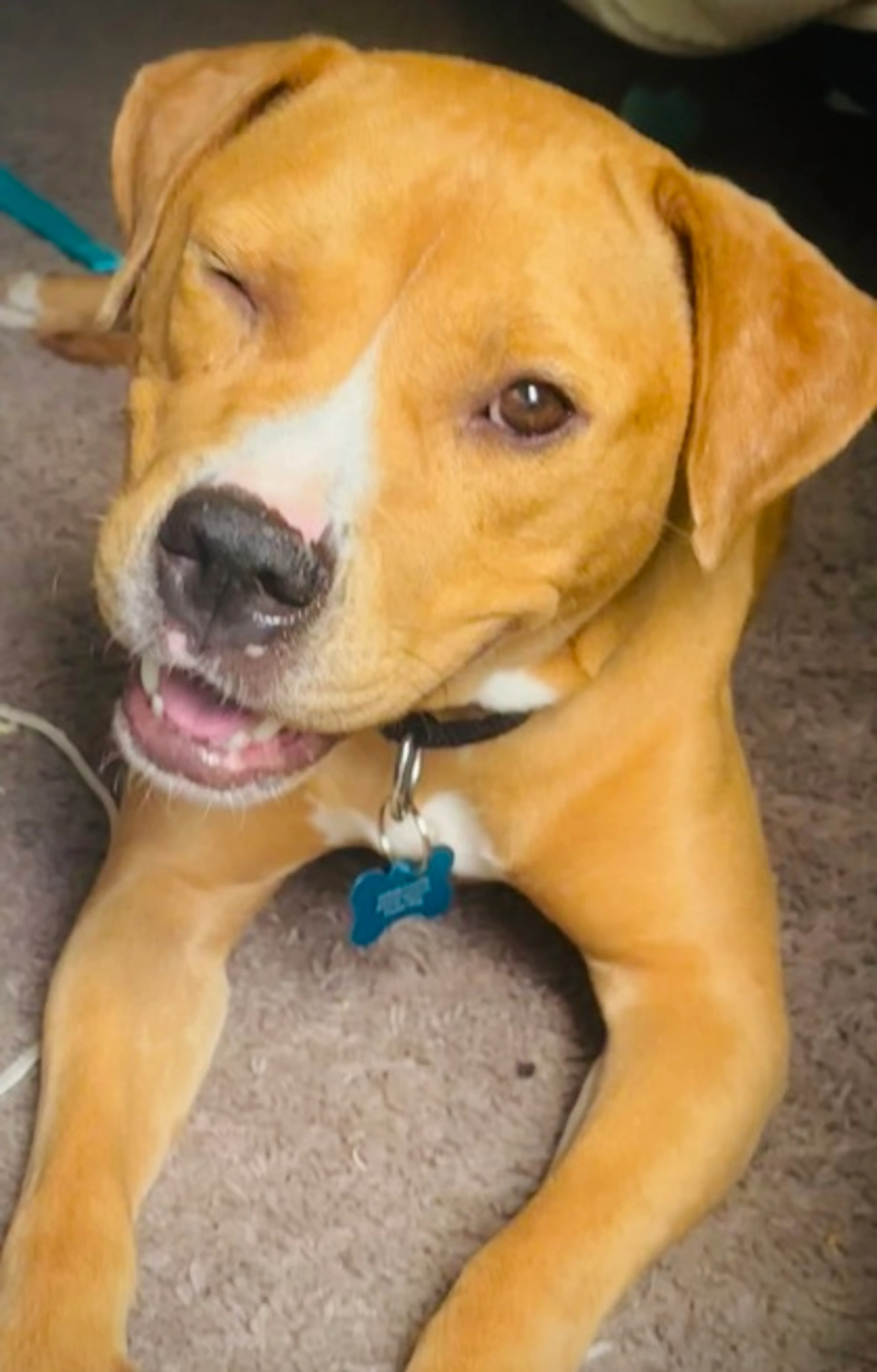 Found pet