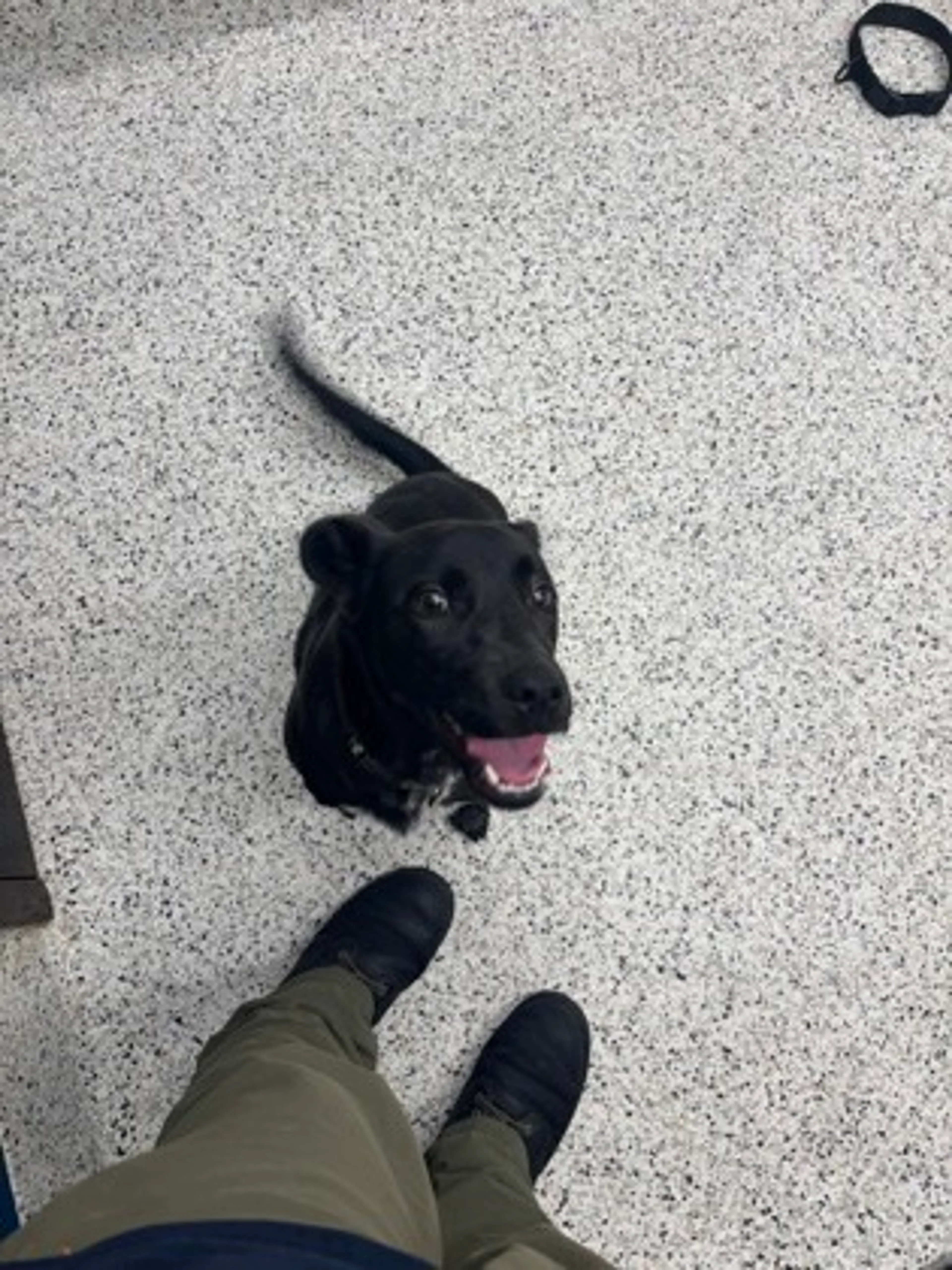 Found pet