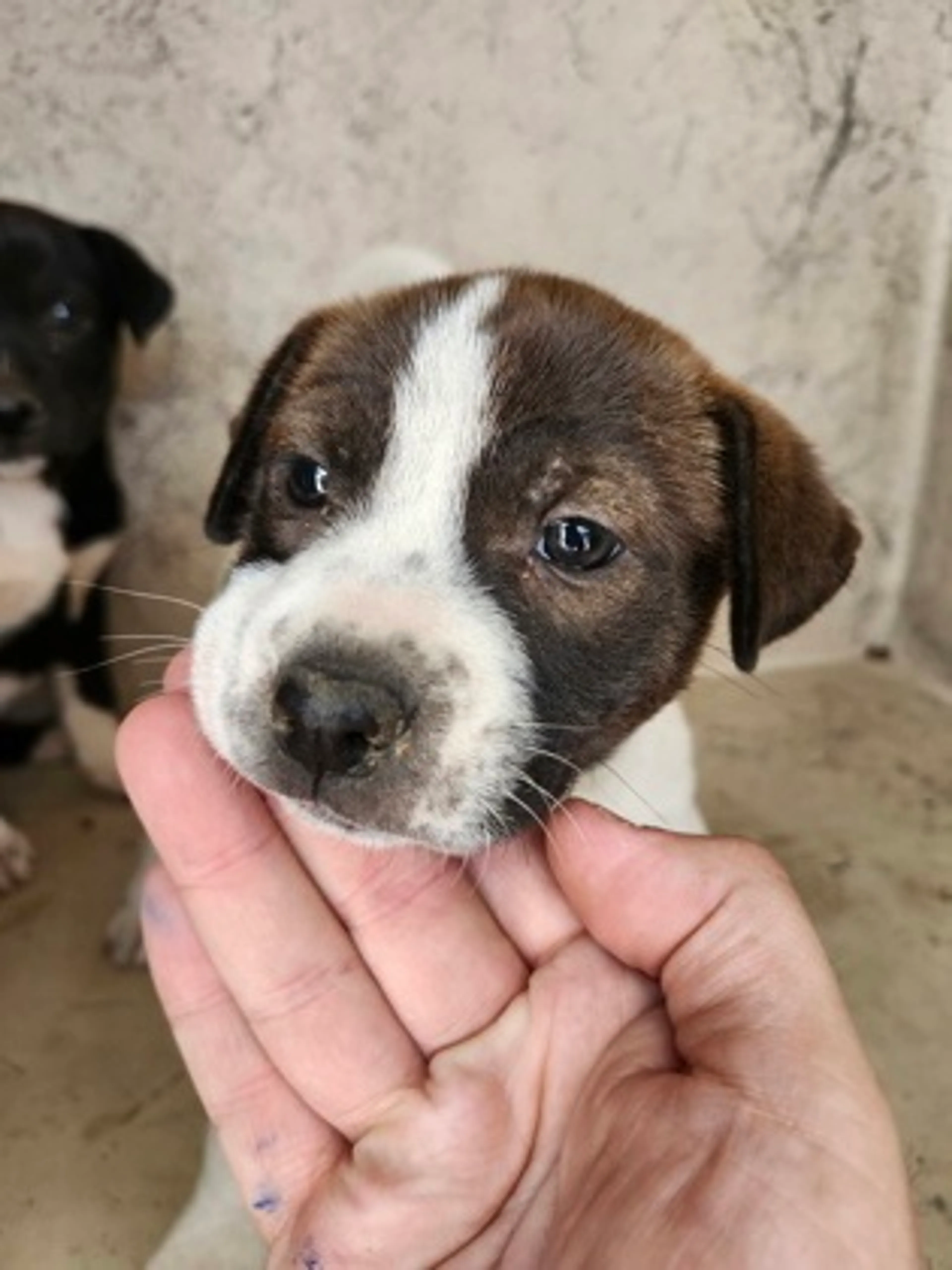 Found pet