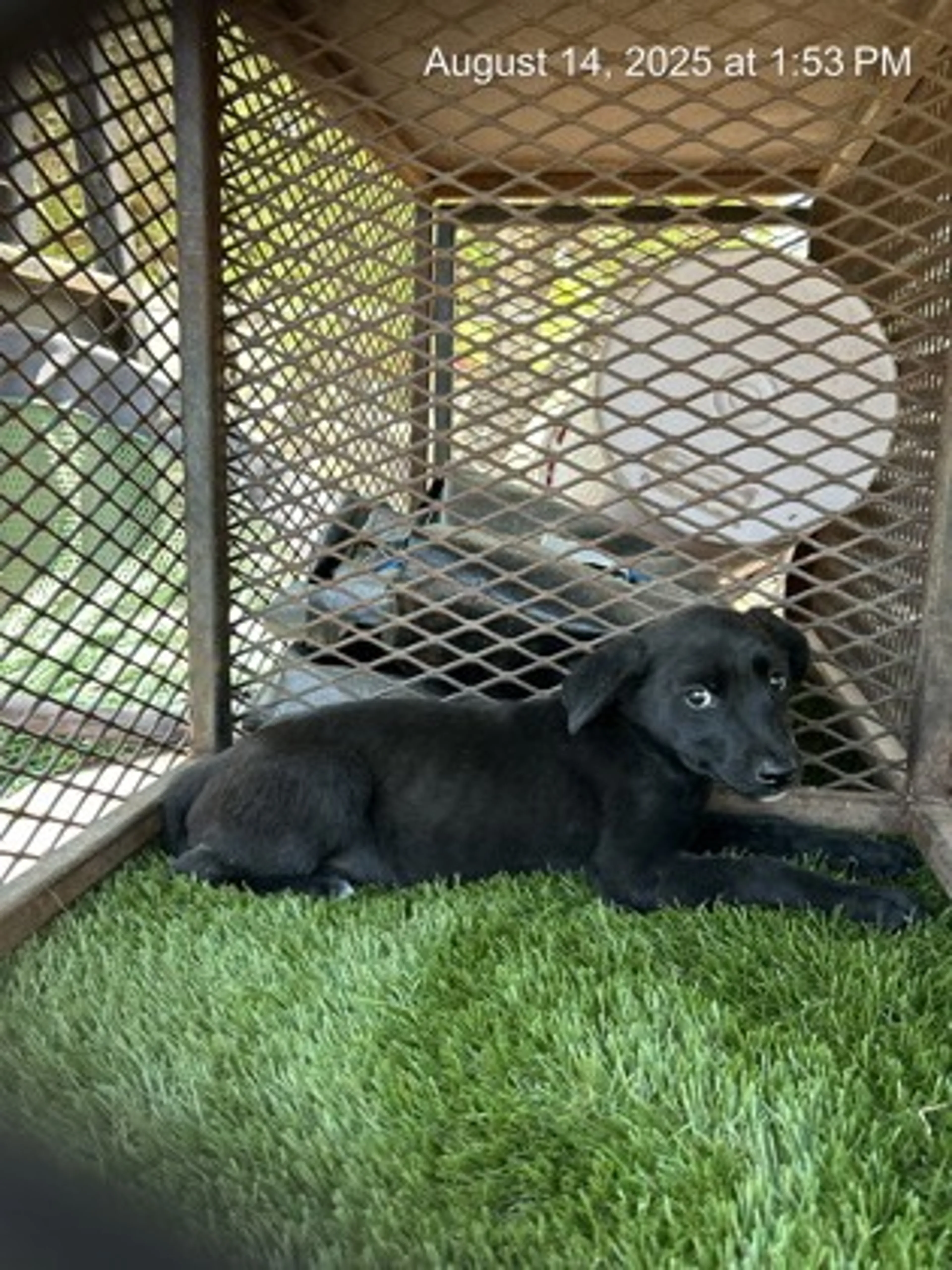 Found pet
