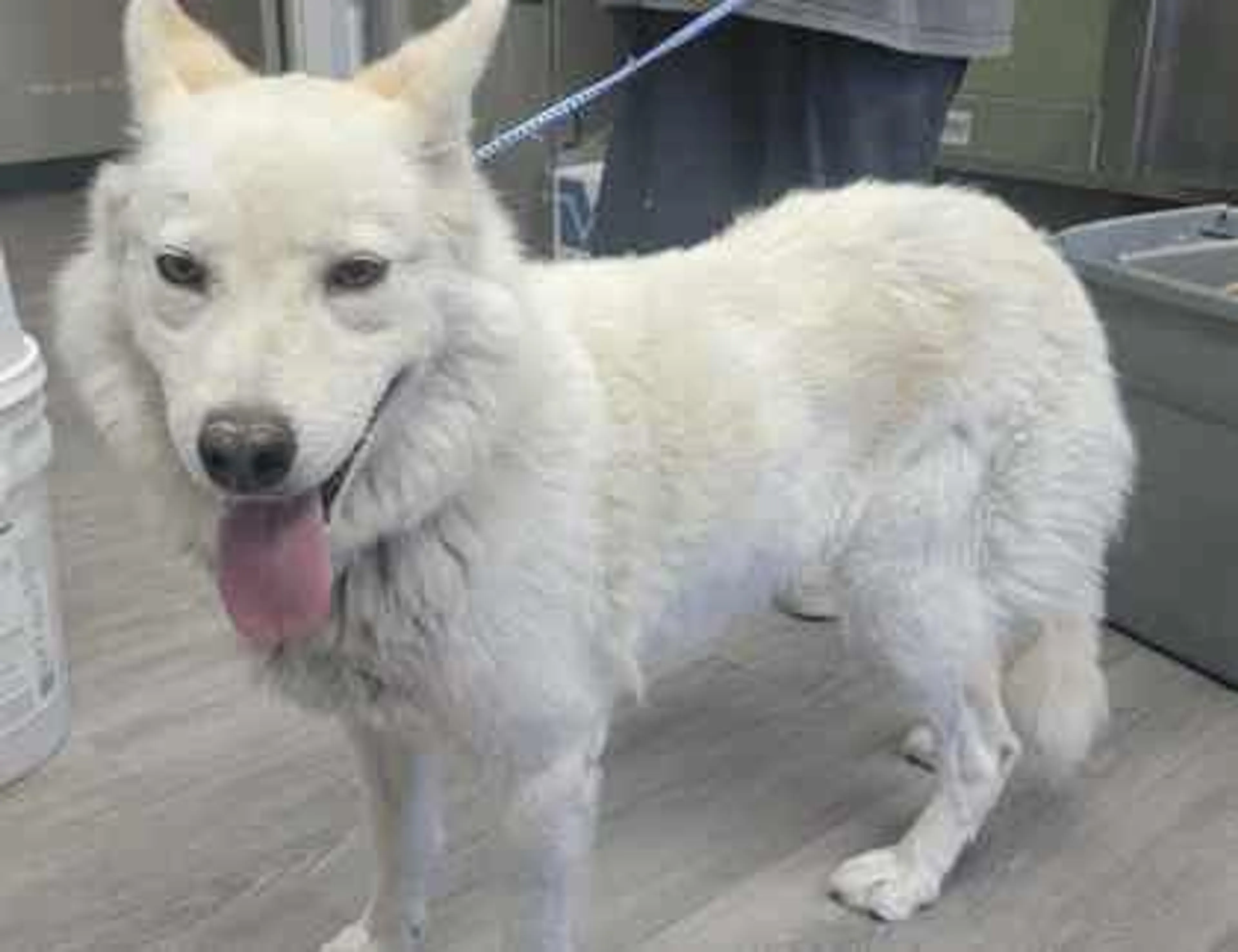 Found pet